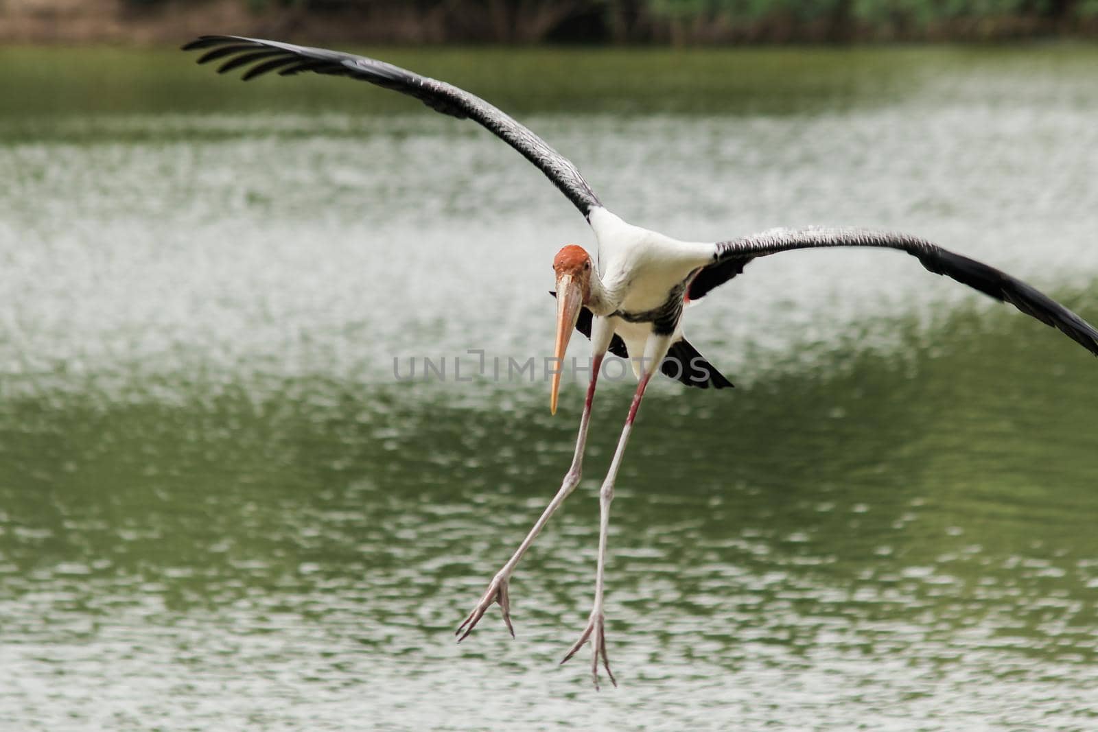 Painted Stork is flying over the pond. by Puripatt