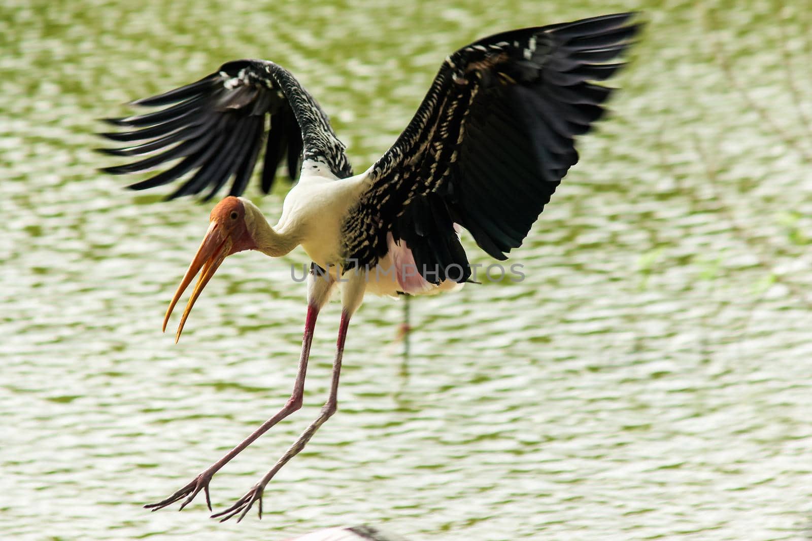 Painted Stork is flying over the pond. by Puripatt