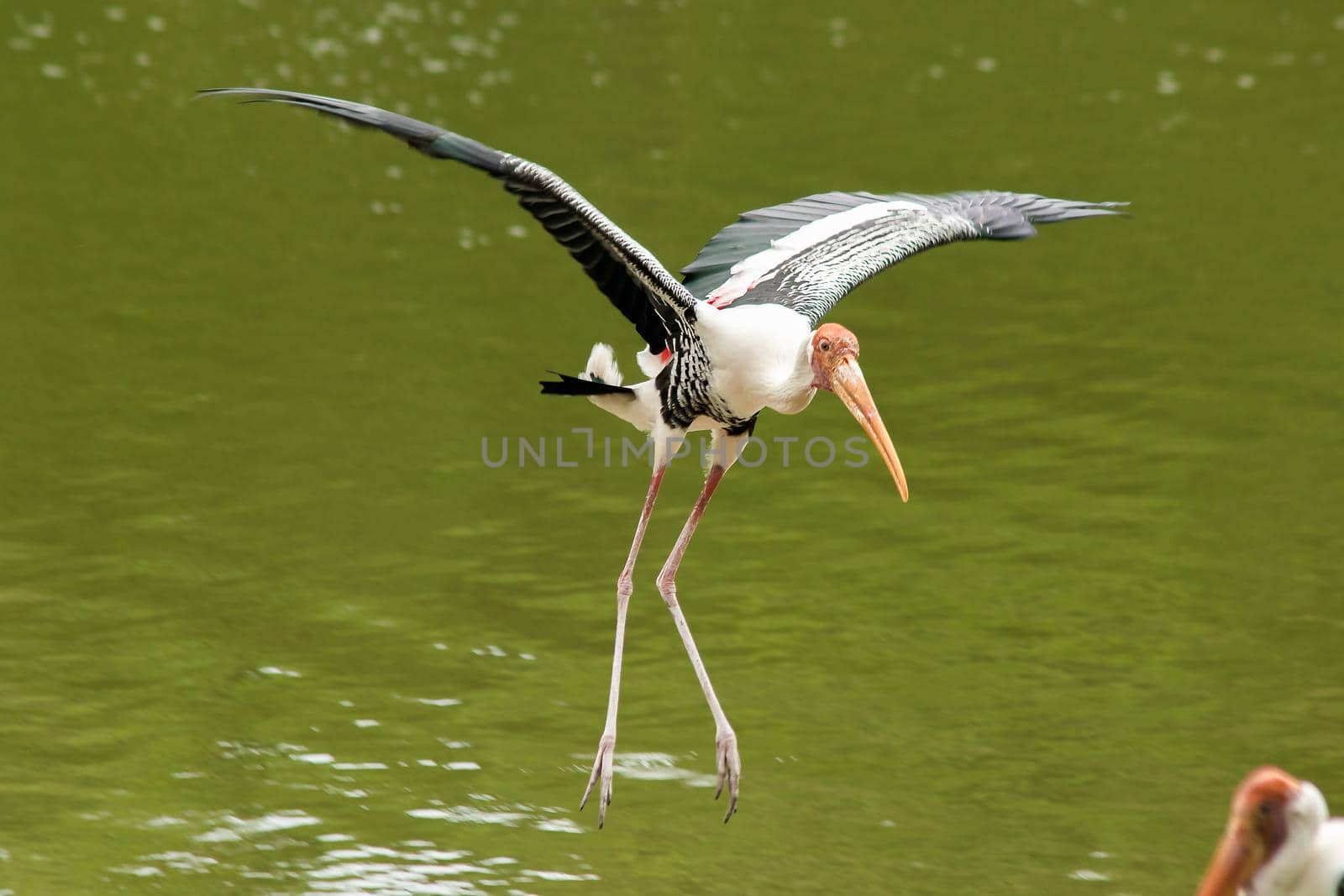 Painted Stork is flying over the pond. by Puripatt