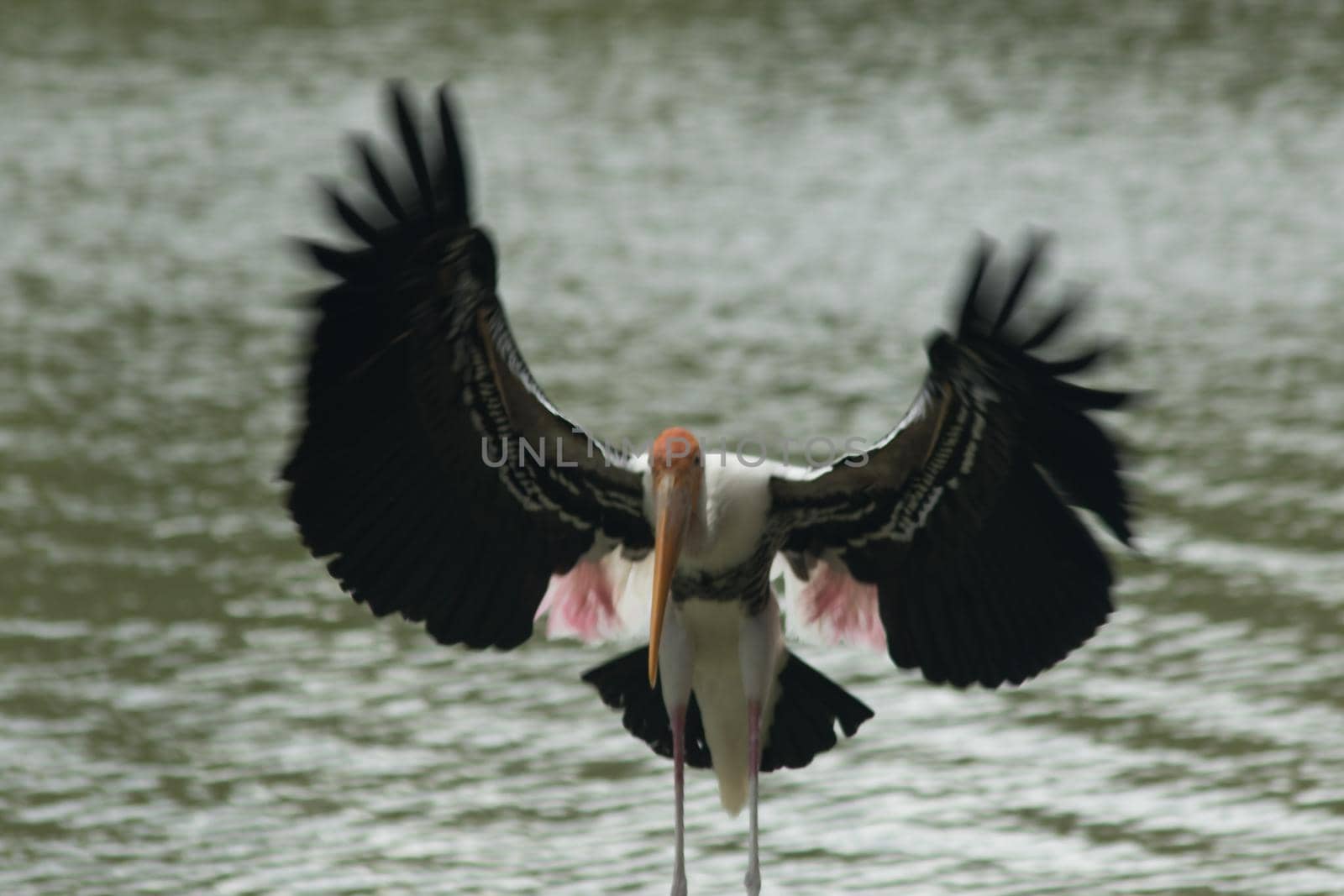 Painted Stork is flying over the pond. by Puripatt