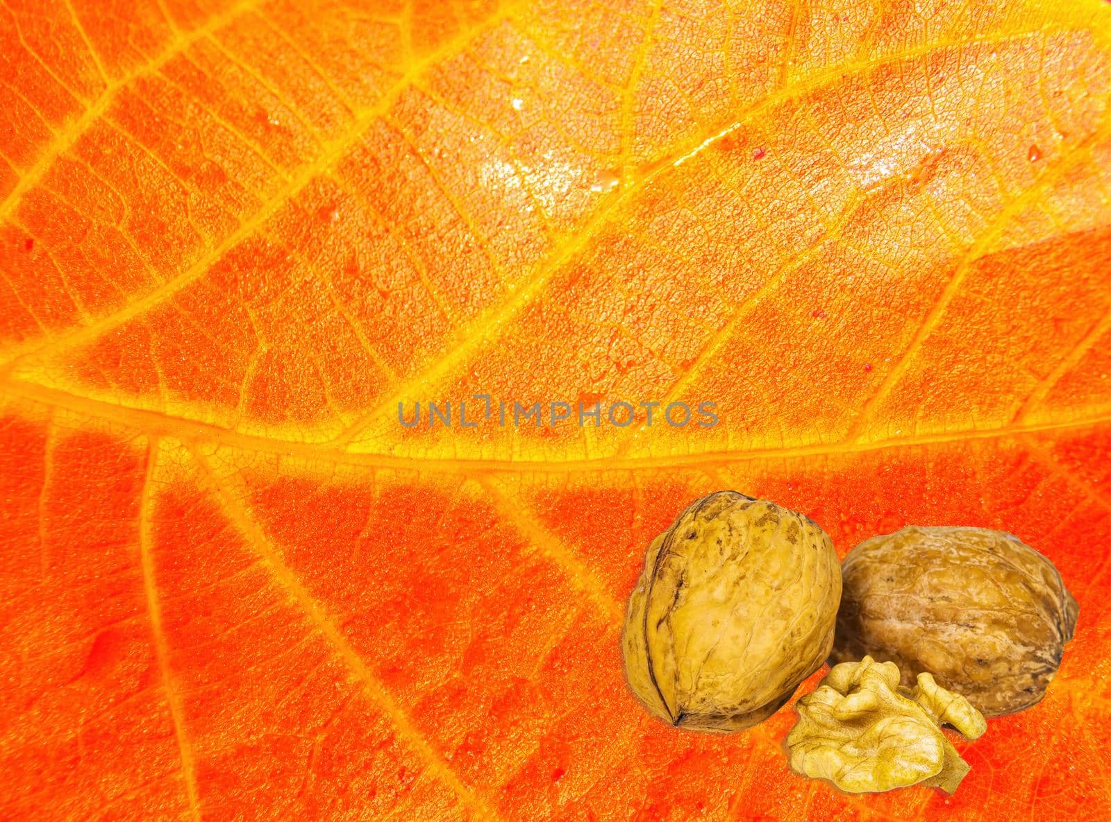 Walnuts on the background of an autumn orange leaf of a tree. Juglans regia. Walnut shell. Autumn leaf. The fruits of the tree. Garden harvest. Healthy food. Raw food. Template for text.