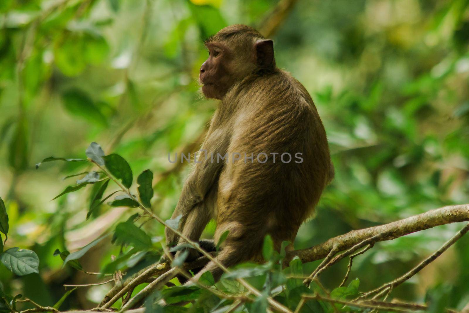 Crab-eating Macaque is sitting on a branch.
The macaque has brown hair on its body. The tail is longer than the length of the body. The hair in the middle of the head is pointed upright.