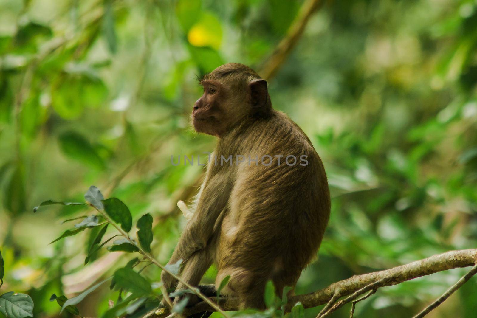 Crab-eating Macaque is sitting on a branch.
The macaque has brown hair on its body. The tail is longer than the length of the body. The hair in the middle of the head is pointed upright.
