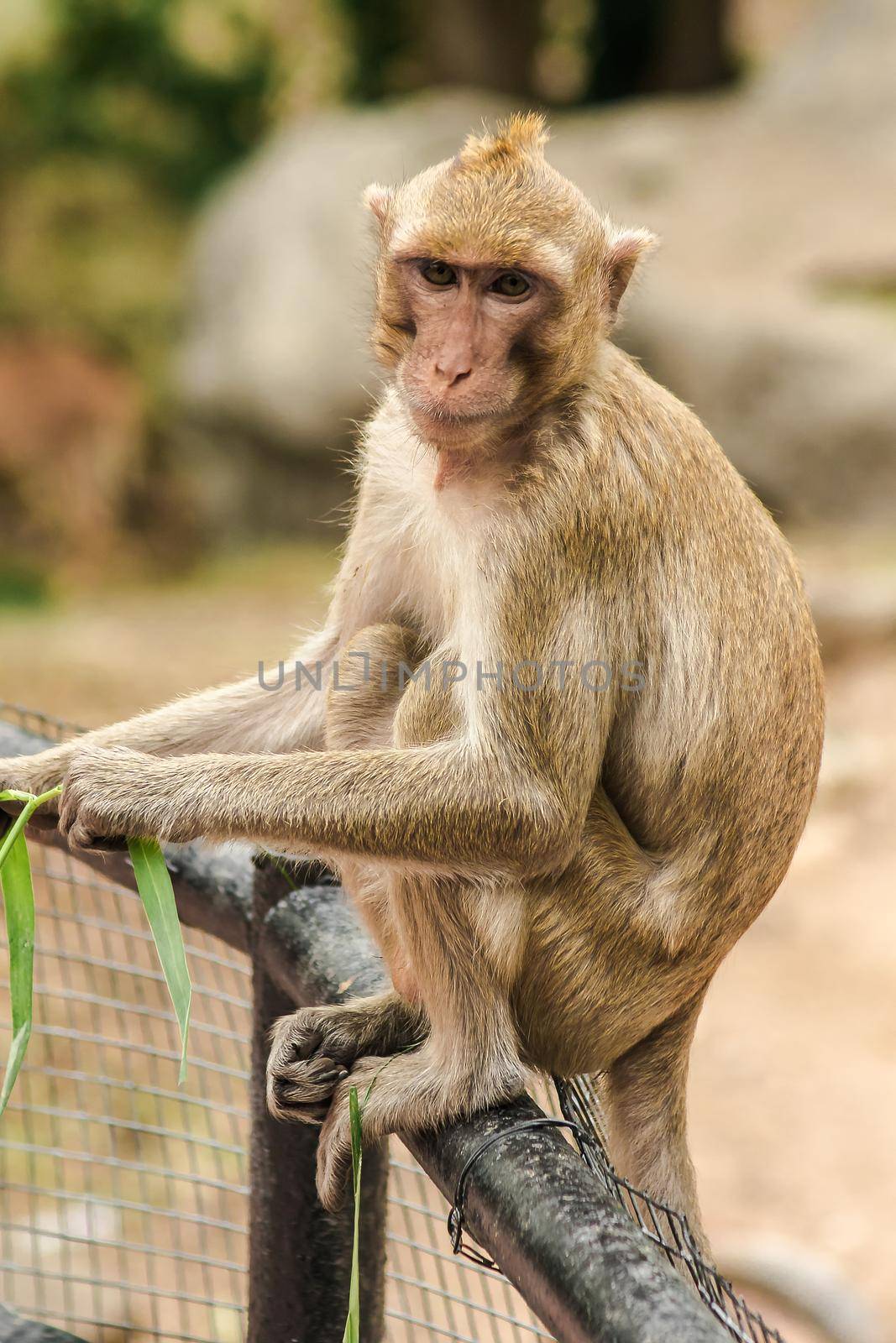 Crab-eating Macaque sat on the fence, eating the grass.
The macaque has brown hair on its body. The tail is longer than the length of the body. The hair in the middle of the head is pointed upright.