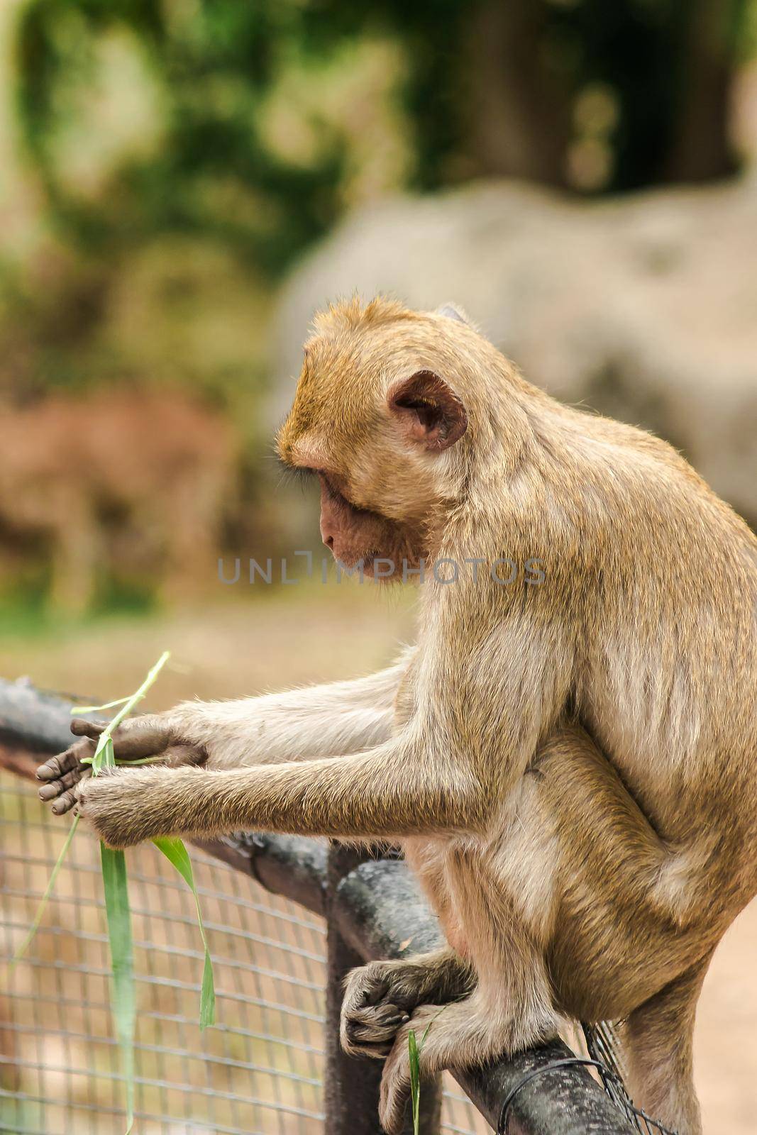 Crab-eating Macaque sat on the fence, eating the grass. by Puripatt