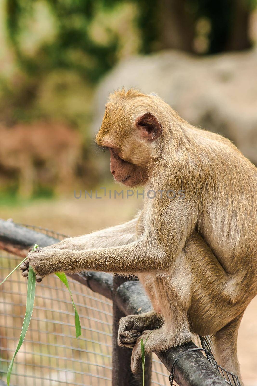 Crab-eating Macaque sat on the fence, eating the grass.
The macaque has brown hair on its body. The tail is longer than the length of the body. The hair in the middle of the head is pointed upright.