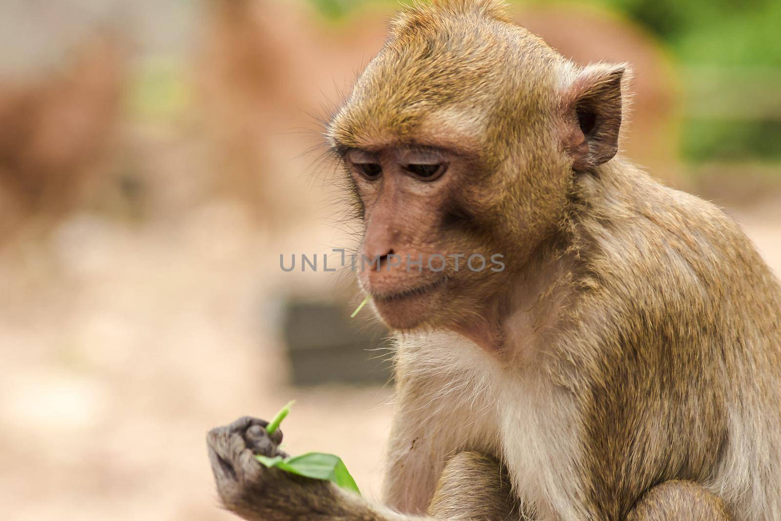 Crab-eating Macaque sat on the fence, eating the grass.
The macaque has brown hair on its body. The tail is longer than the length of the body. The hair in the middle of the head is pointed upright.