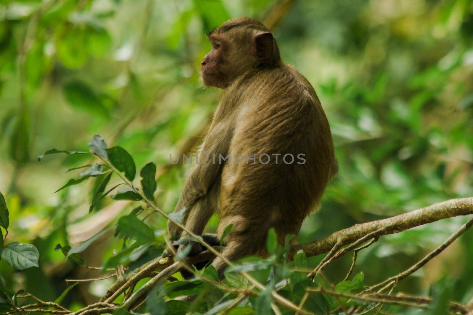 Crab-eating Macaque is sitting on a branch. by Puripatt