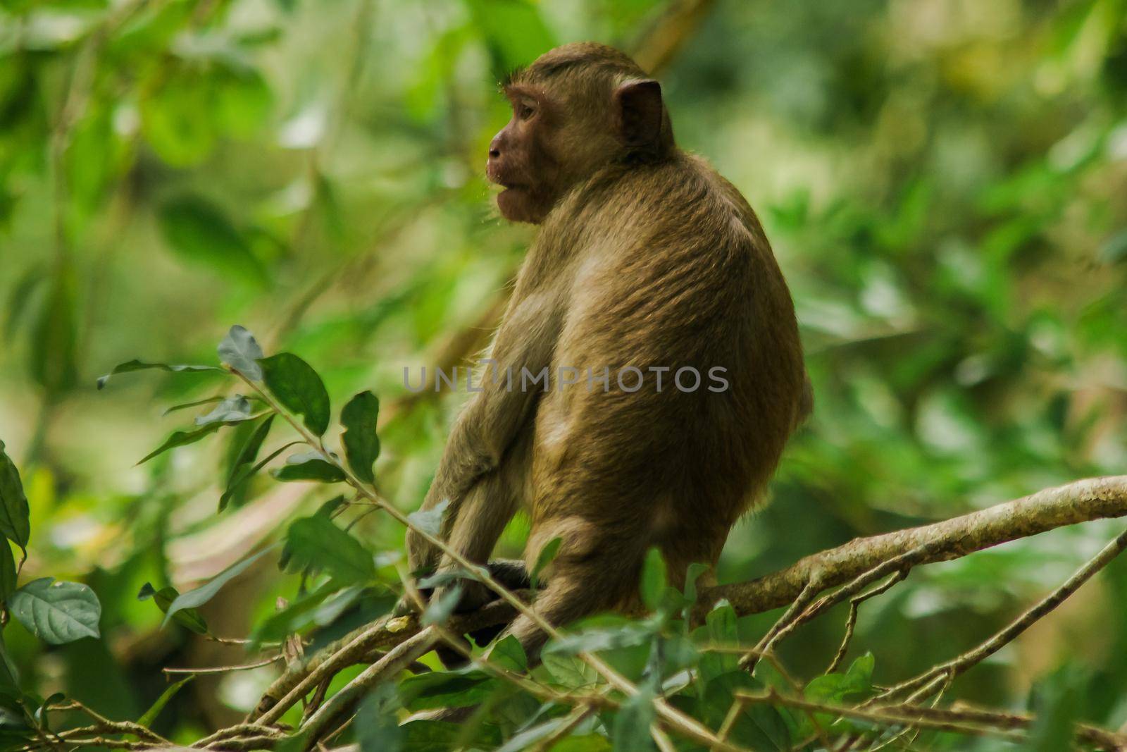 Crab-eating Macaque is sitting on a branch.
The macaque has brown hair on its body. The tail is longer than the length of the body. The hair in the middle of the head is pointed upright.