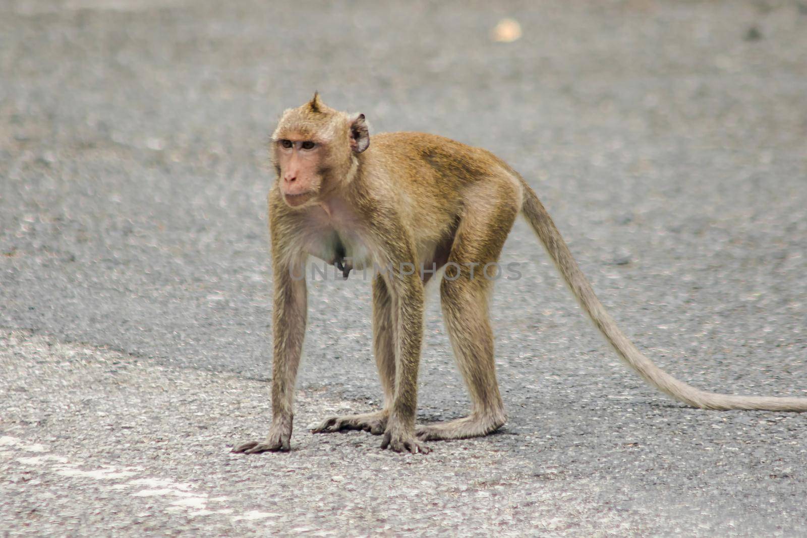 A female crab-eating macaque walking down the street.
The macaque has brown hair on its body. The tail is longer than the length of the body. The hair in the middle of the head is pointed upright.