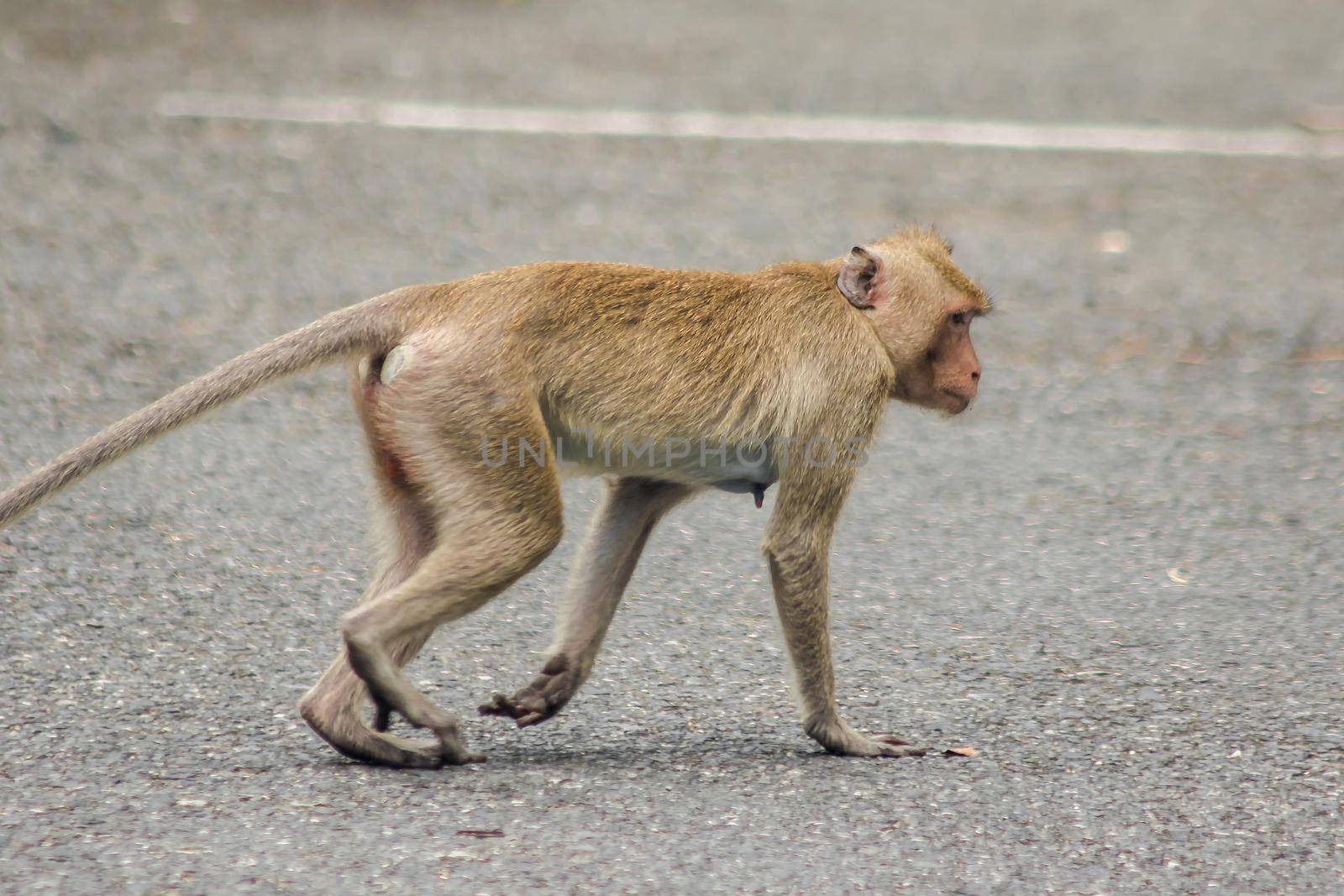 A female crab-eating macaque walking down the street.
The macaque has brown hair on its body. The tail is longer than the length of the body. The hair in the middle of the head is pointed upright.