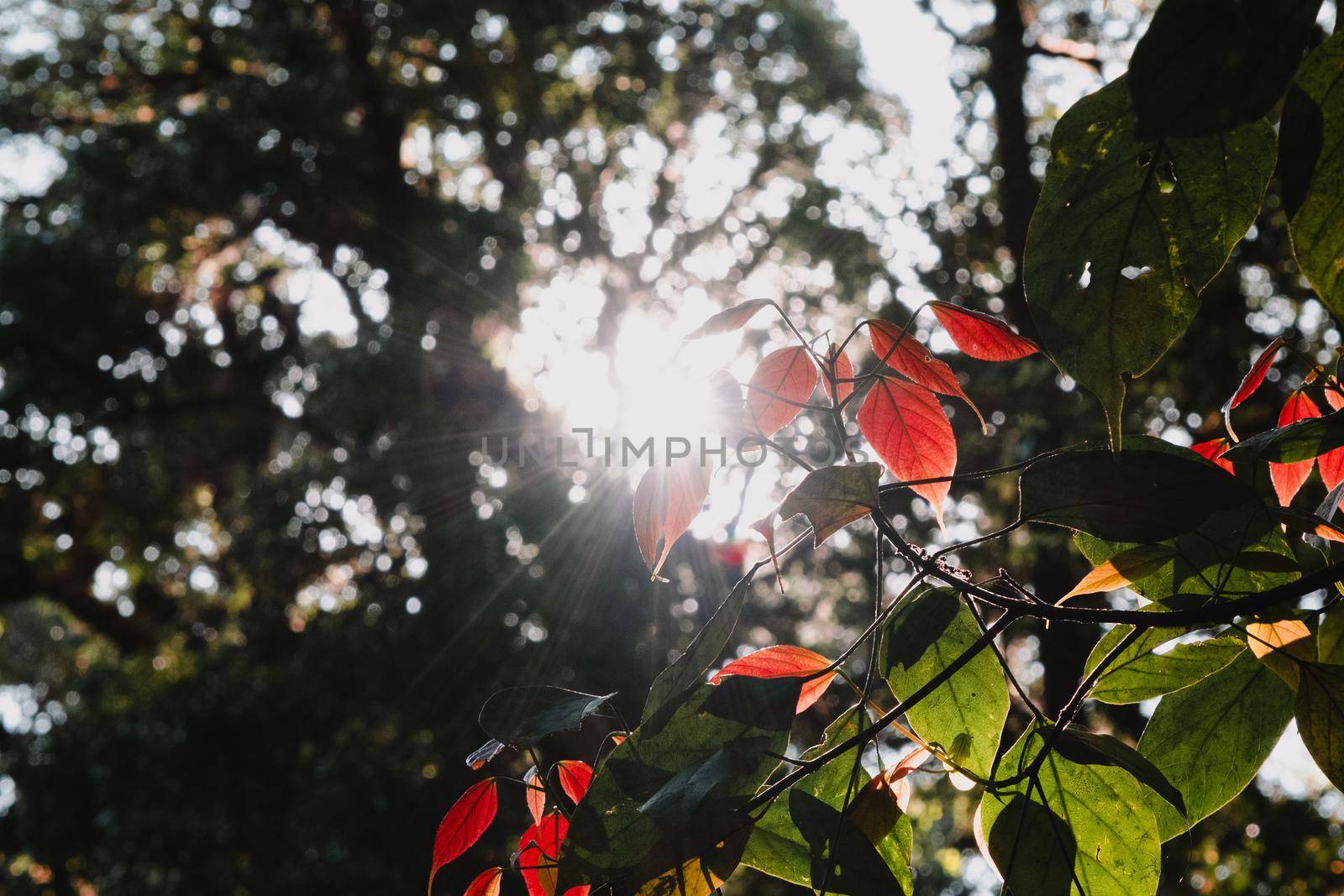 Fresh green leaves in sunlight. Beautiful spring in the forest. by TEERASAK