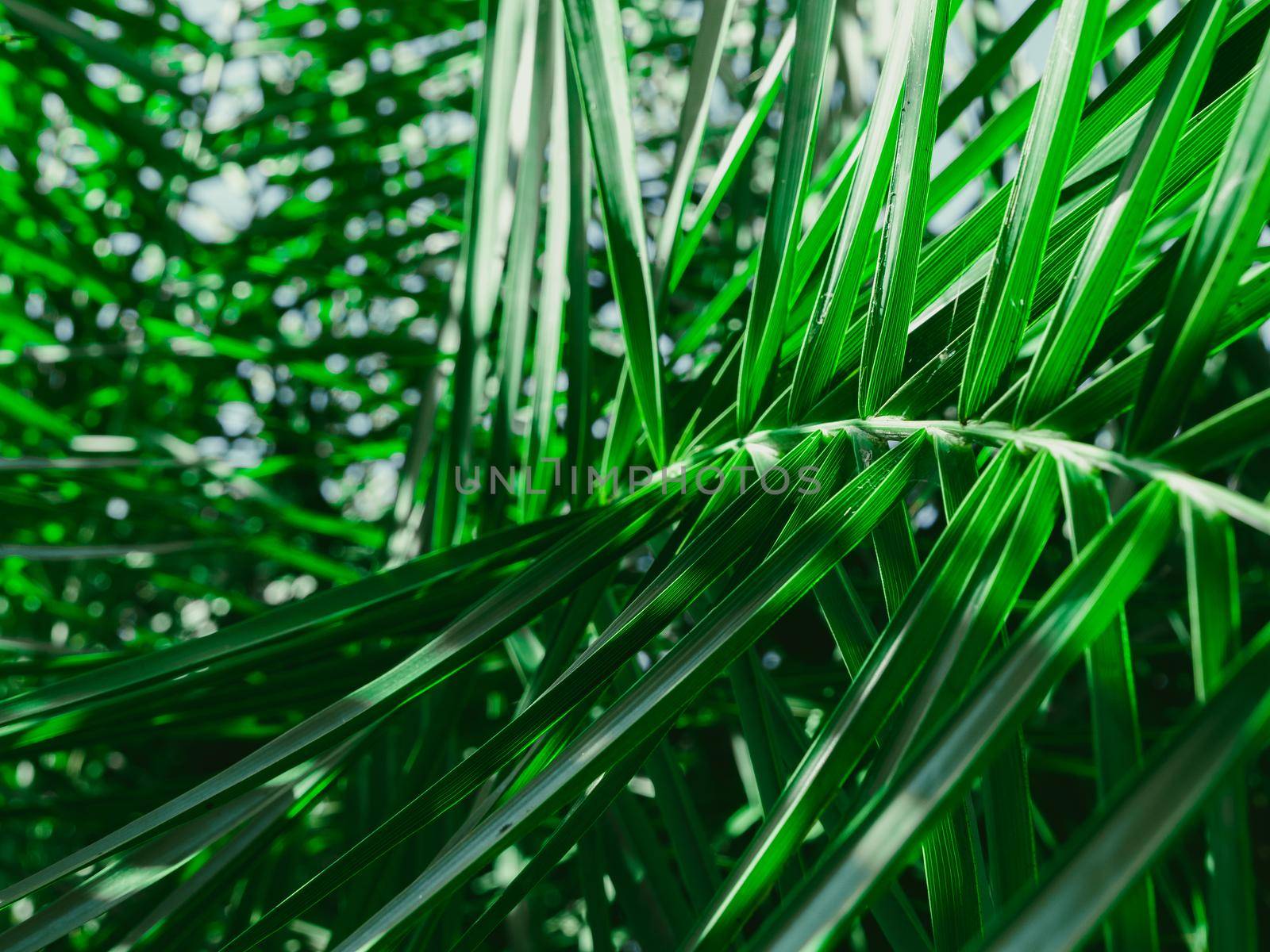 Fresh Tropical palm leaves in the morning sunlight. The leaves of the palm trees in the garden. Forest plant for nature wallpaper.