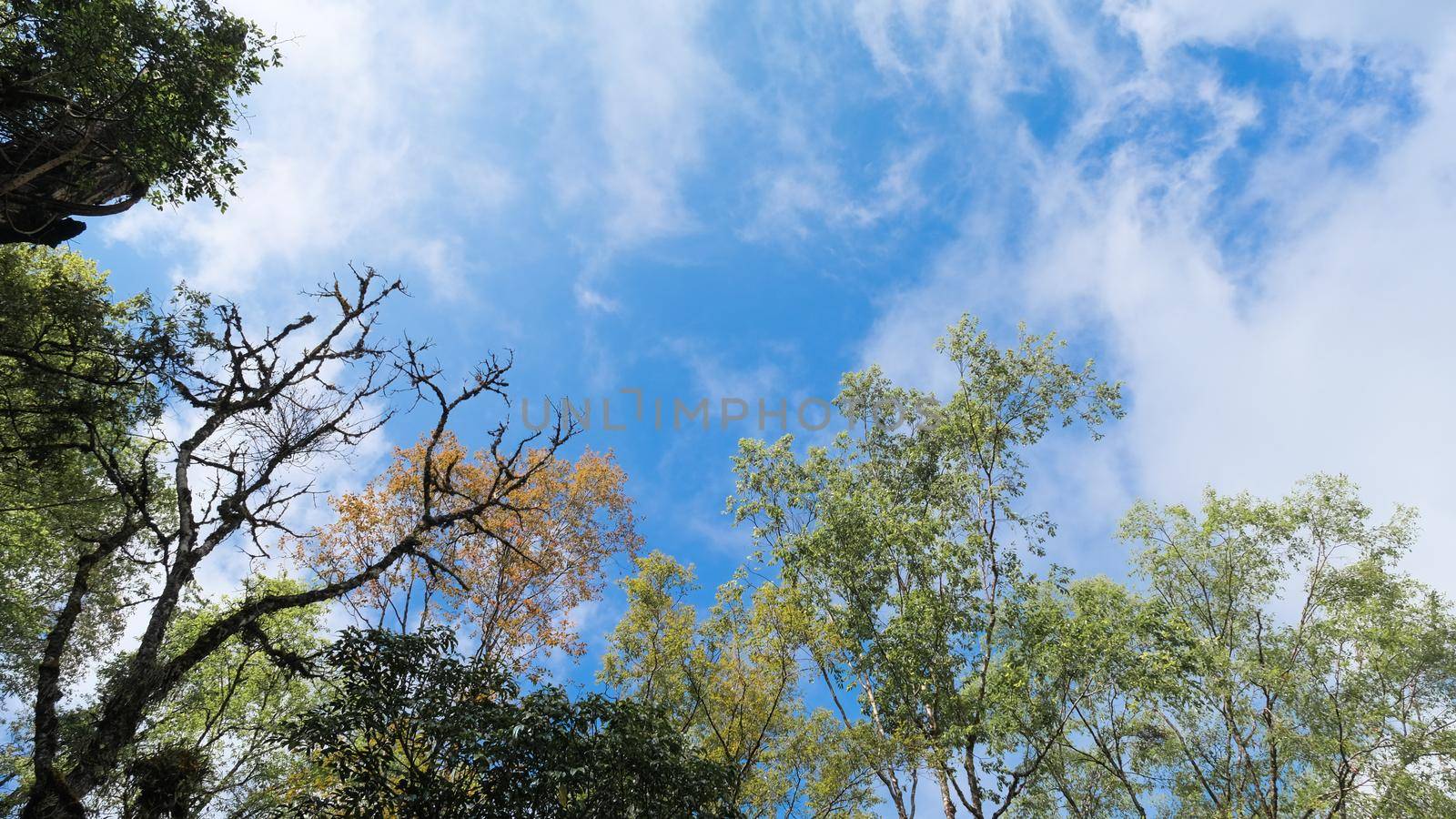 Bottom up view of the colorful leaves of the tropical trees in the autumn morning. Branches and leaves against the blue sky