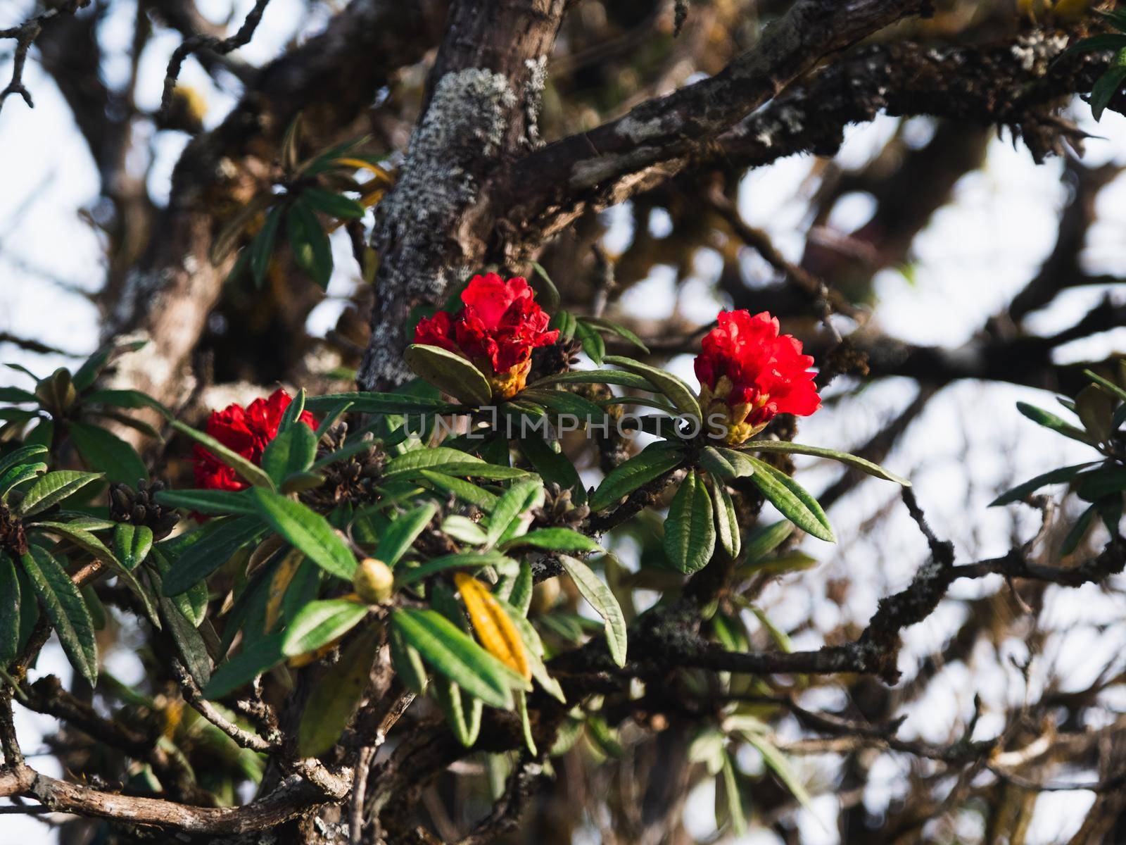 The Millennium Rose.  Millennium red rose beautiful flowers on the hill of Chiang Mai, Thailand. by TEERASAK
