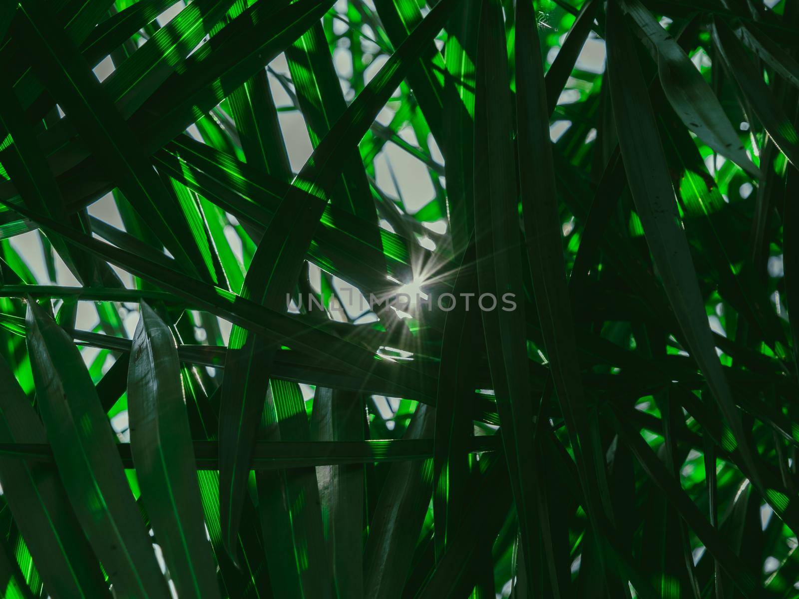 Fresh Tropical palm leaves in the morning sunlight. The leaves of the palm trees in the garden. Forest plant for nature wallpaper. by TEERASAK