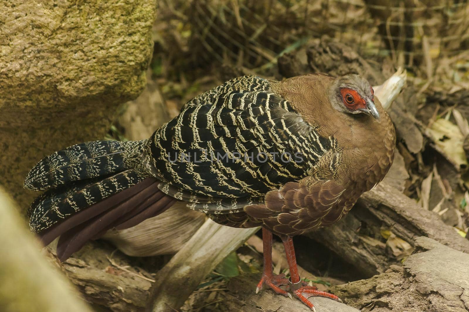 A female Kalij Pheasant walks the ground. by Puripatt