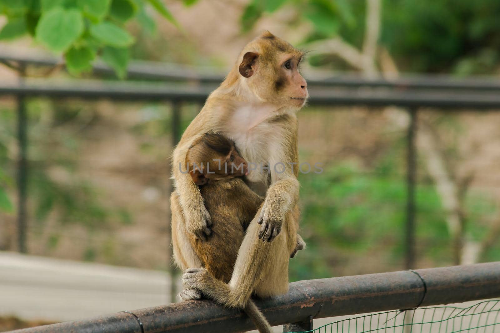 The baby monkeys feed on the milk from the sitting mother. by Puripatt