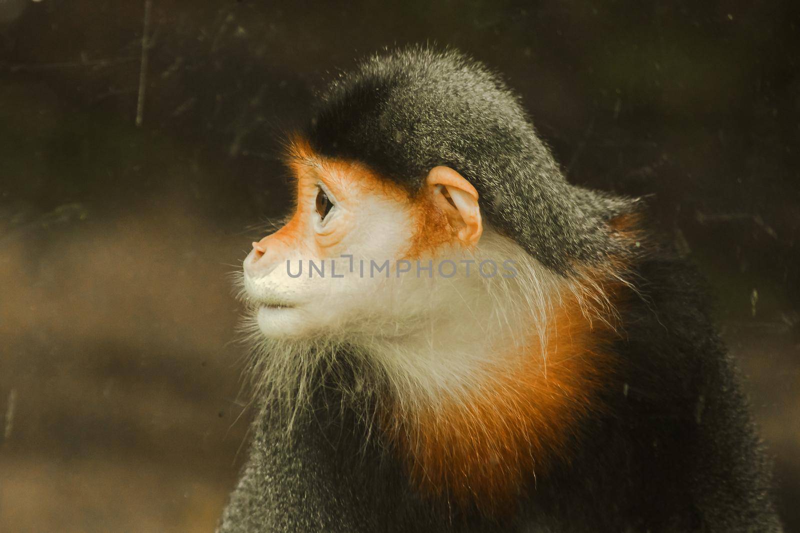 Red-shanked Douc Langur is turning his gaze. Red-shanked Douc Langu has a very eye-catching color. It is considered the most beautiful lemurs in the world.