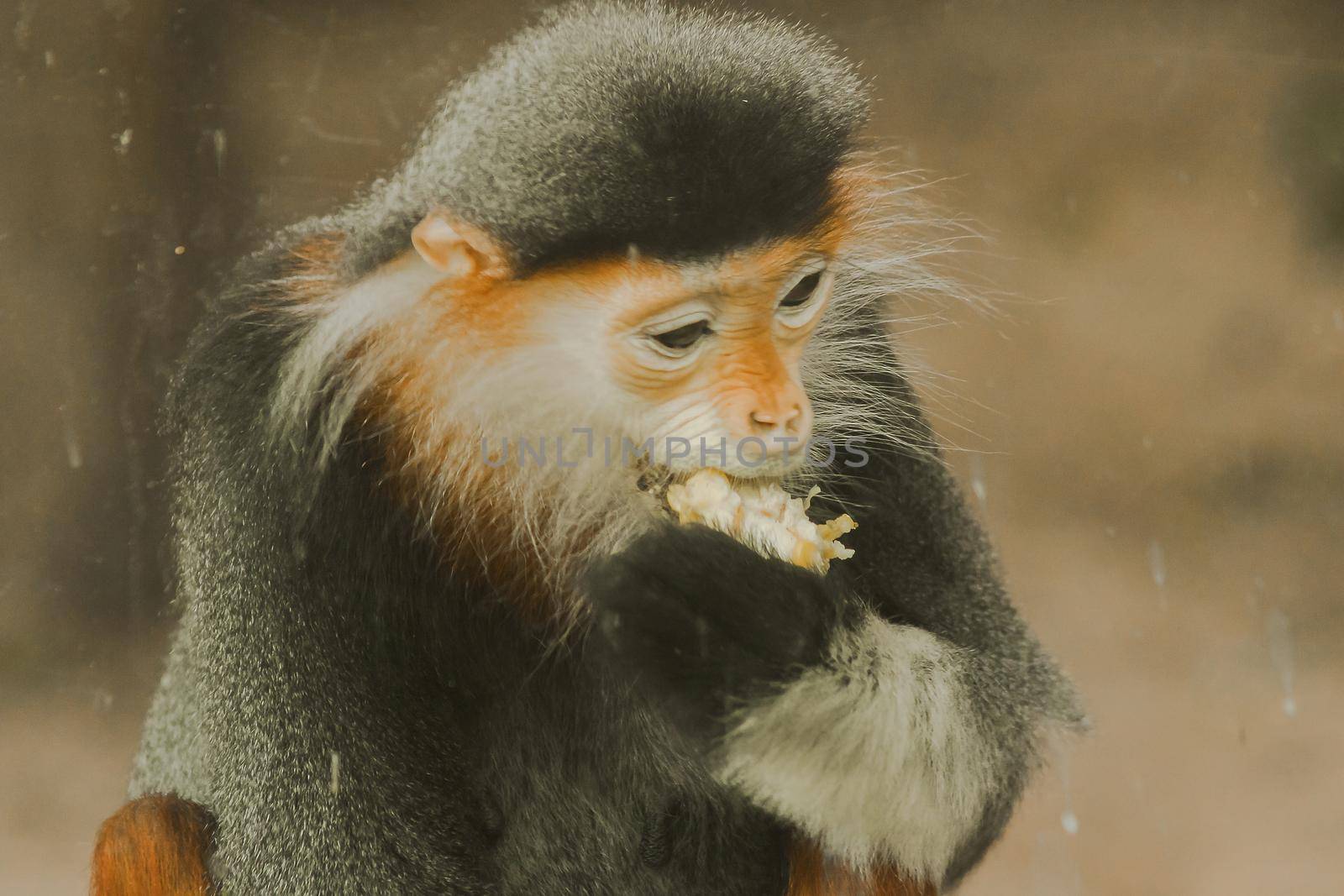 Red-shanked Douc Langur is sitting down to eat. Red-shanked Douc Langu has a very eye-catching color. It is considered the most beautiful lemurs in the world.