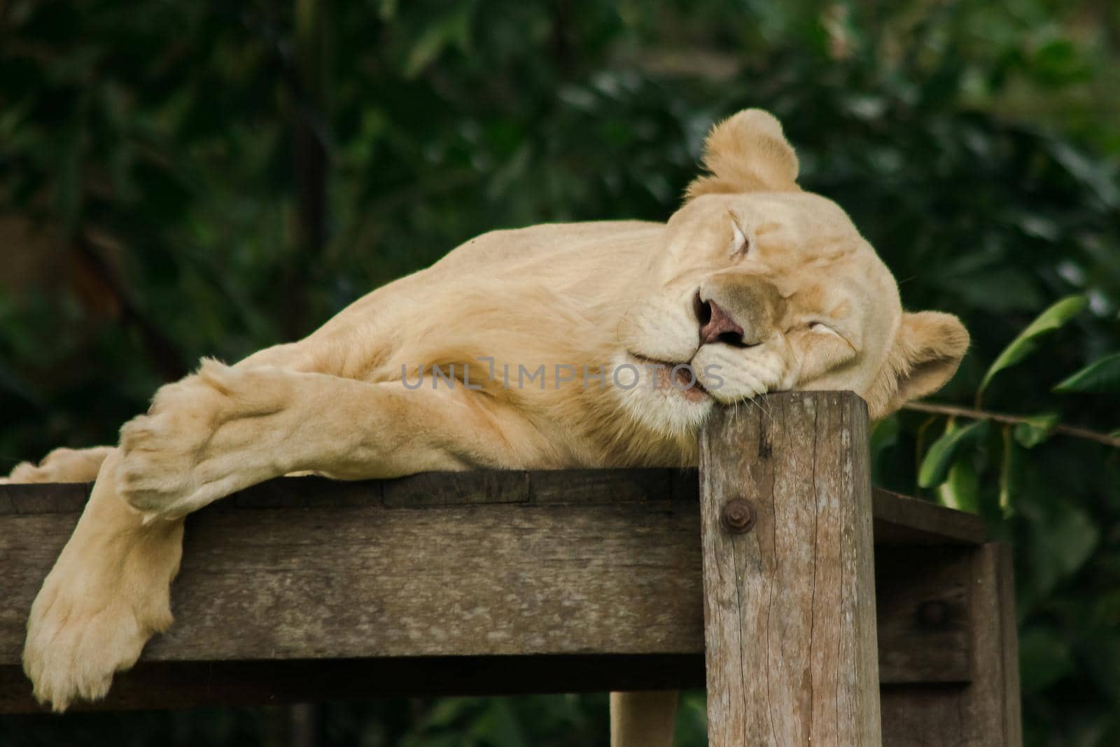 Female African Lion sleeps in peace by Puripatt