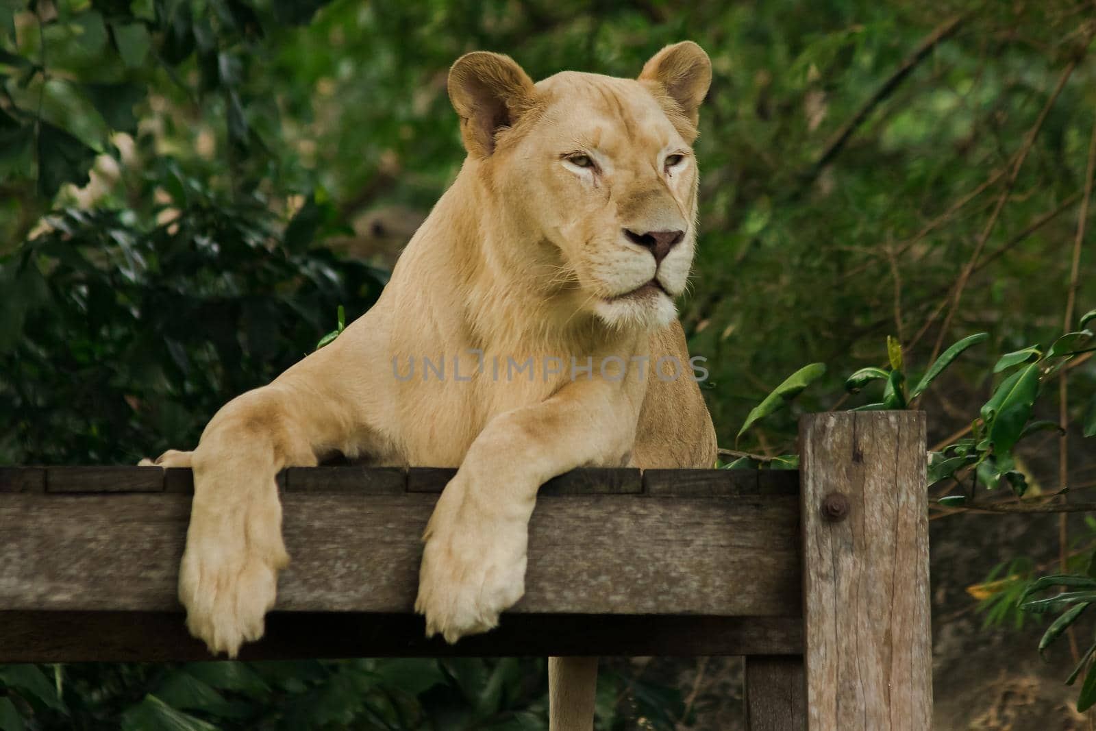 Female African Lion is sleeping looking at something. by Puripatt