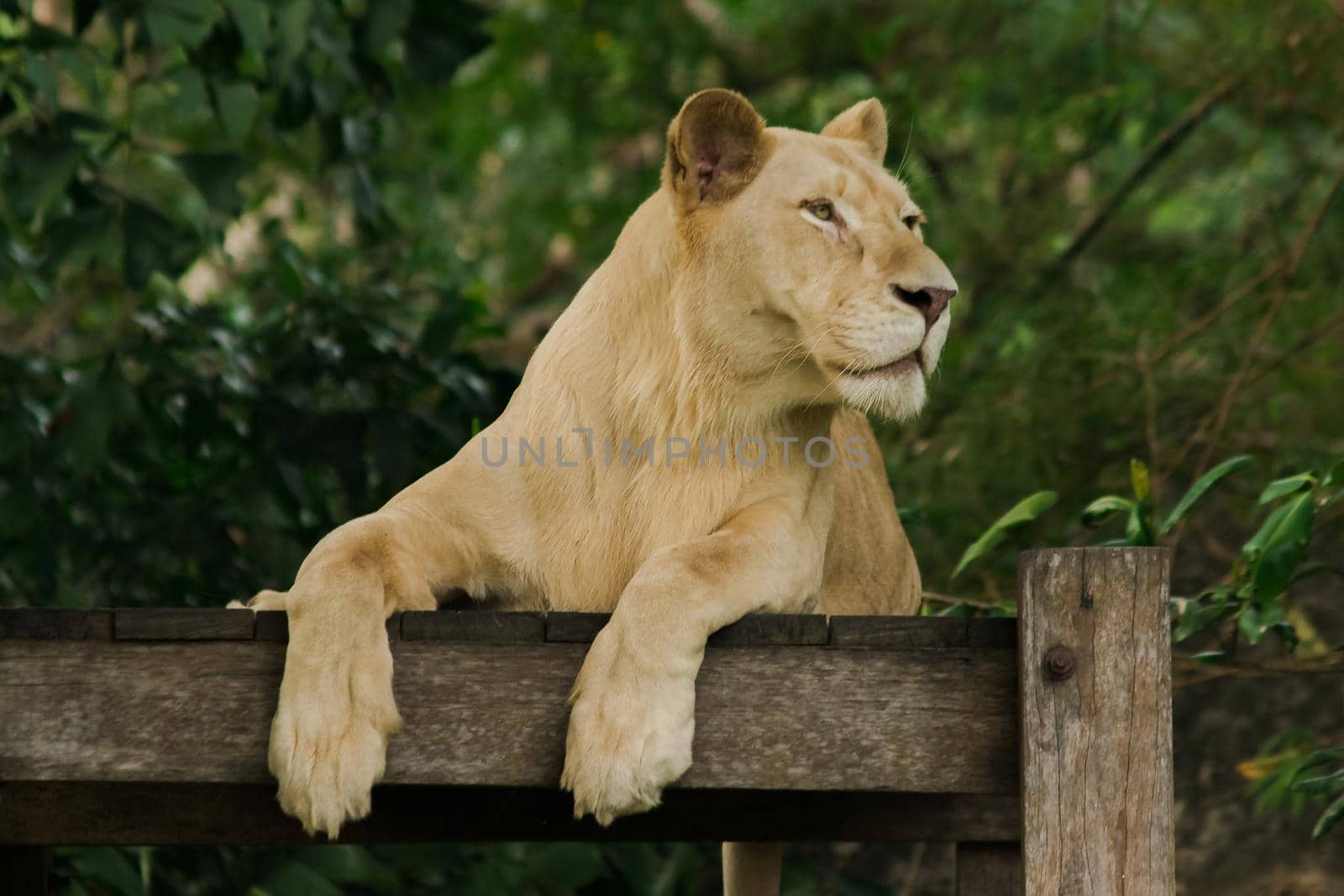 Female African Lion is sleeping looking at something.
The African Lion is found in Africa. In Asia, it can still be found, for example, in western India.