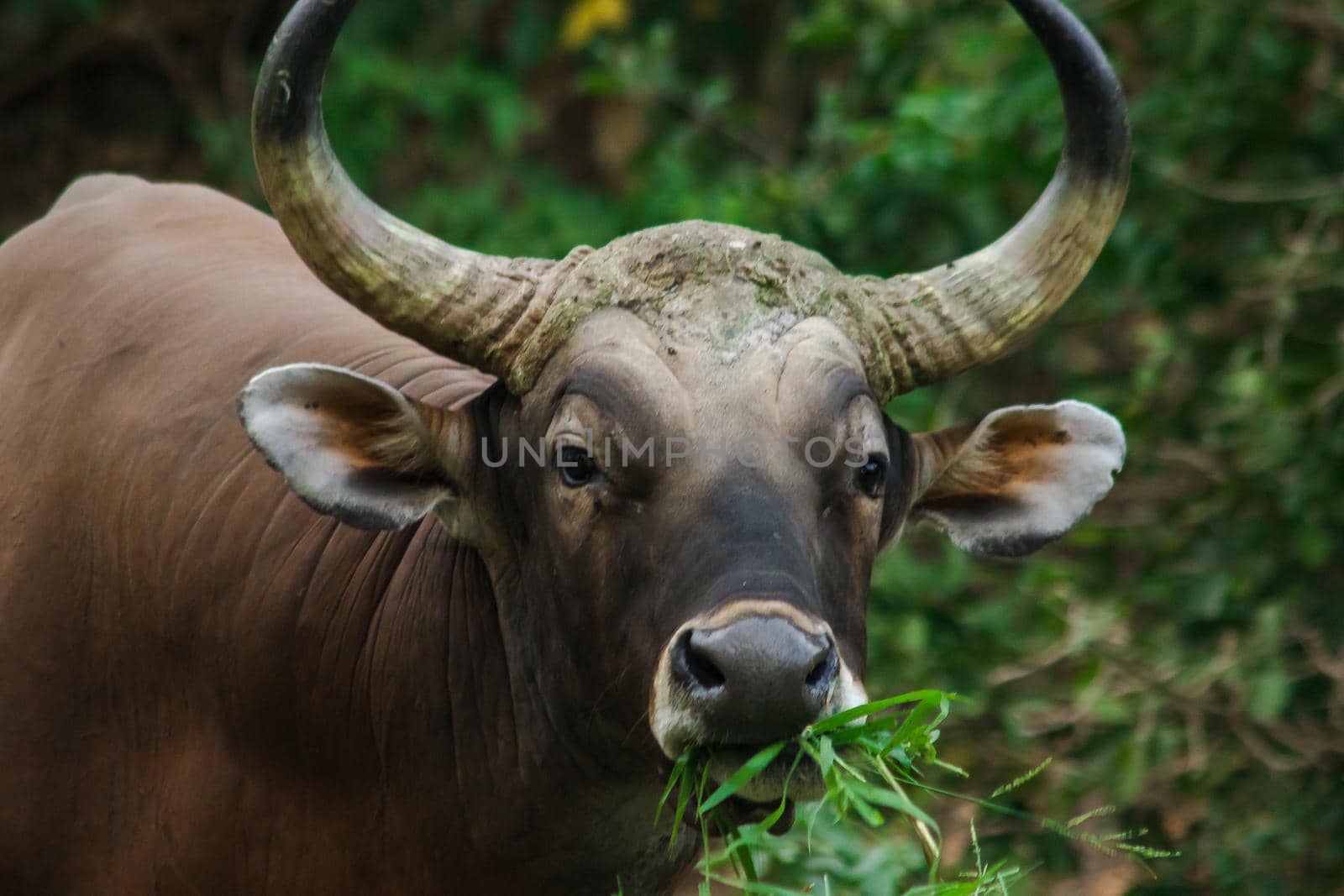 Banteng was eating a young grass, a young bamboo leaf.Banteng is a type of wild cattle. Shaped like a domestic cow The main characteristics that differ from the domestic cow are White lines around the nose, all 4 legs are white.