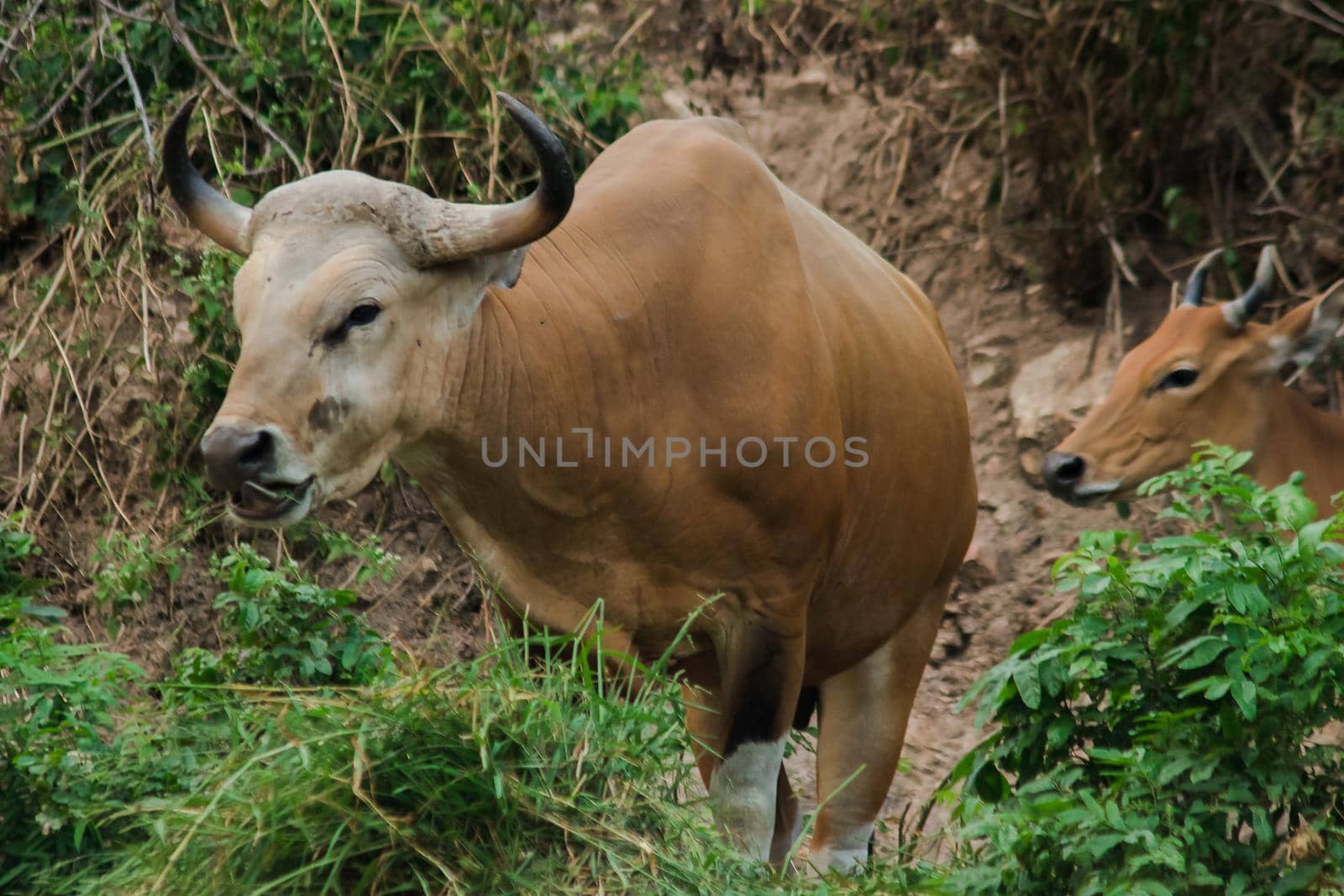 Banteng was eating a young grass, a young bamboo leaf.Banteng is a type of wild cattle. Shaped like a domestic cow The main characteristics that differ from the domestic cow are White lines around the nose, all 4 legs are white.