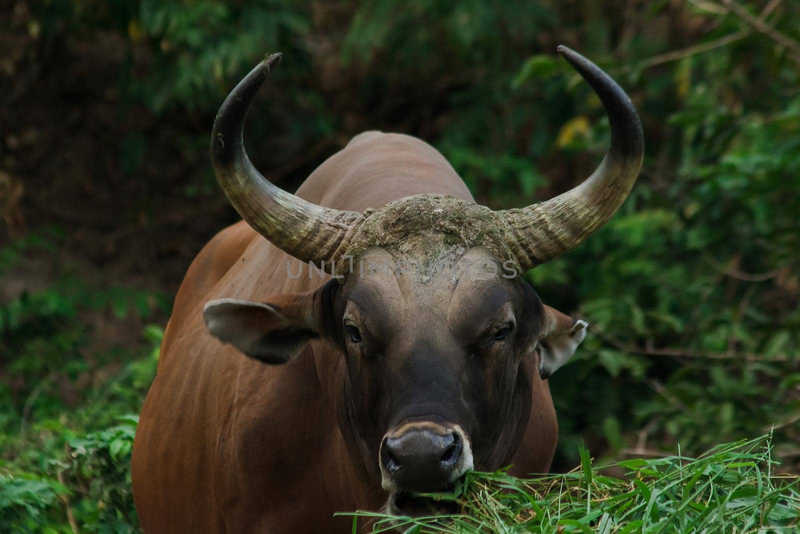 Banteng was eating a young grass, a young bamboo leaf.Banteng is a type of wild cattle. Shaped like a domestic cow The main characteristics that differ from the domestic cow are White lines around the nose, all 4 legs are white.