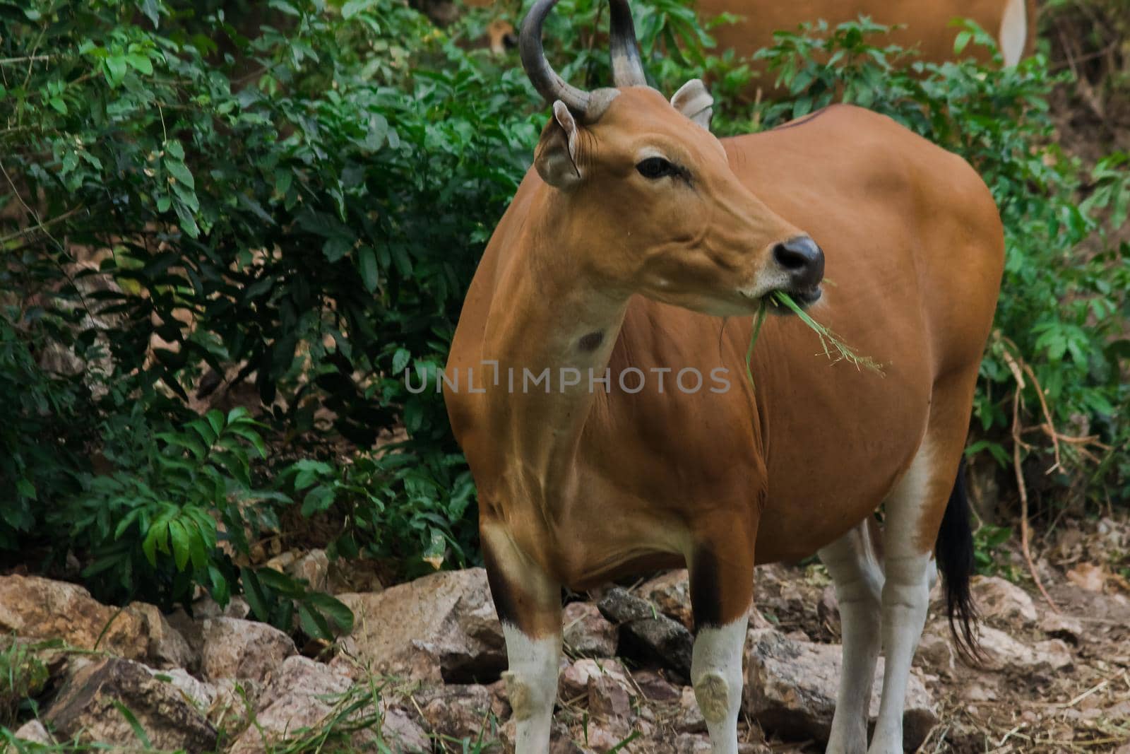 Banteng was eating a young grass, a young bamboo leaf.Banteng is a type of wild cattle. Shaped like a domestic cow The main characteristics that differ from the domestic cow are White lines around the nose, all 4 legs are white.