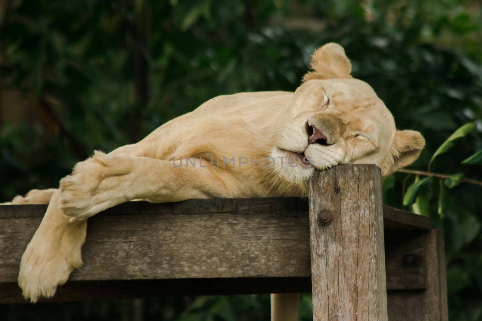 Female African Lion sleeps in peace by Puripatt
