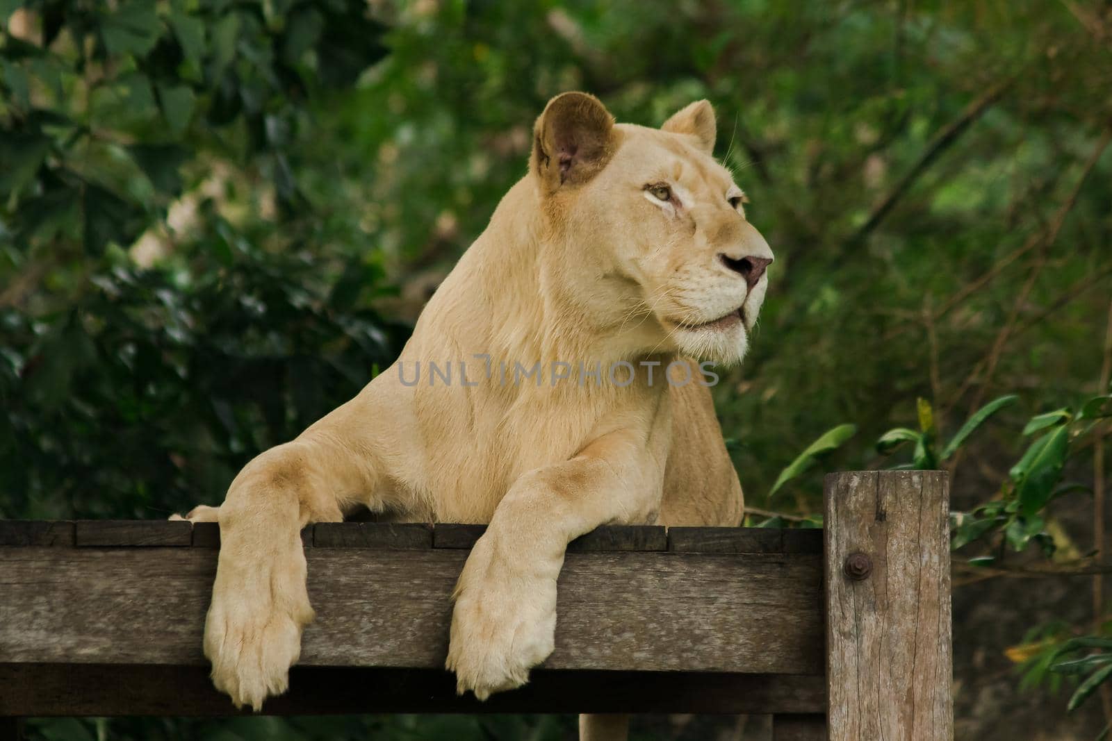 Female African Lion is sleeping looking at something. by Puripatt