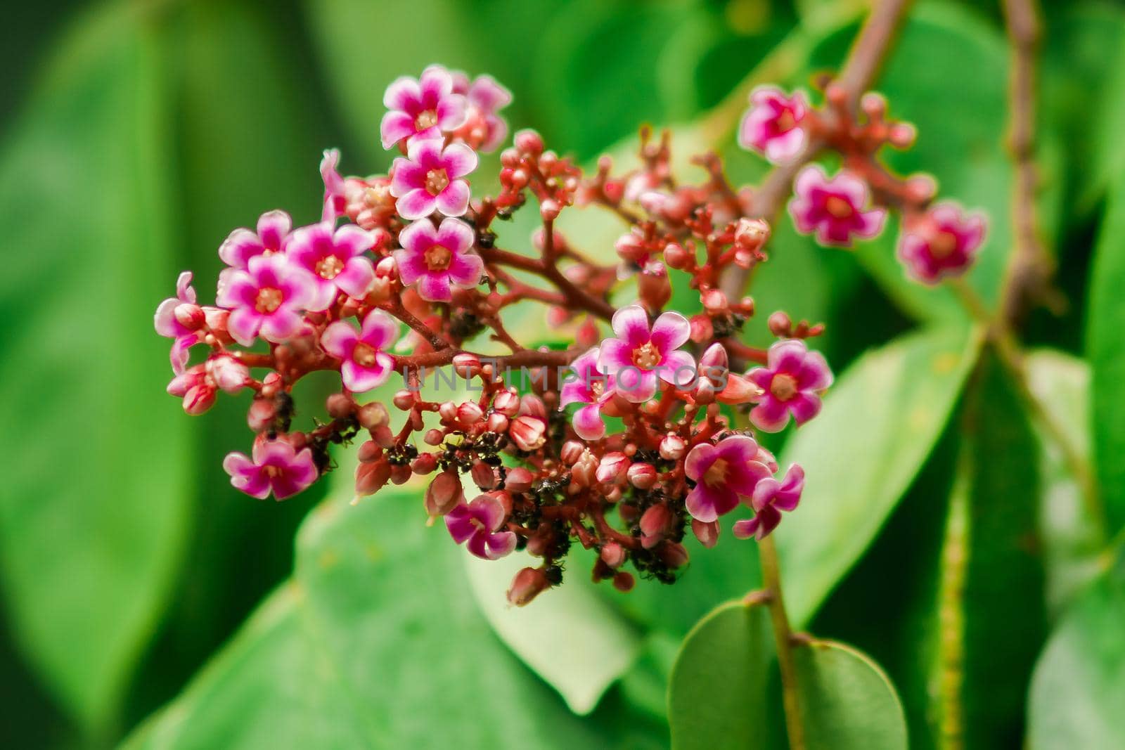 Small pink flowers blooming beautiful by Puripatt