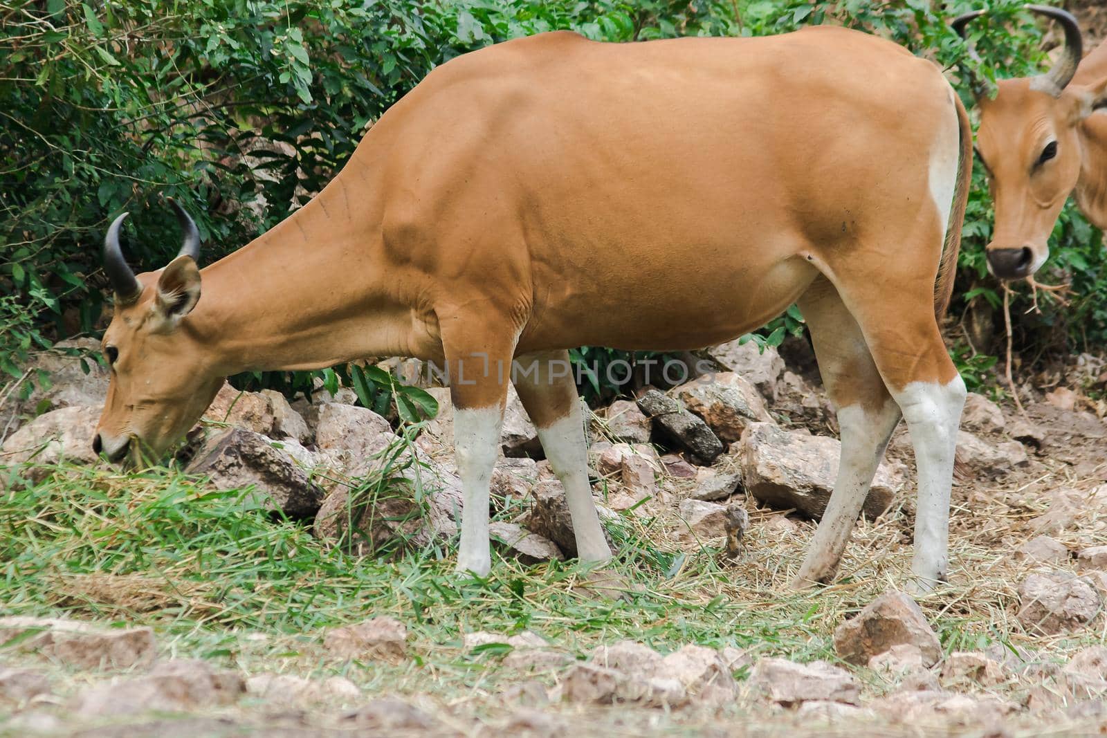 Banteng was eating a young grass, a young bamboo leaf.Banteng is a type of wild cattle. Shaped like a domestic cow The main characteristics that differ from the domestic cow are White lines around the nose, all 4 legs are white.