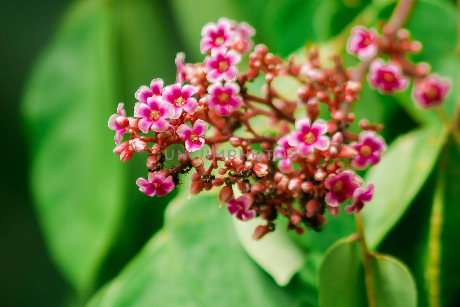 Small pink flowers blooming beautiful by Puripatt