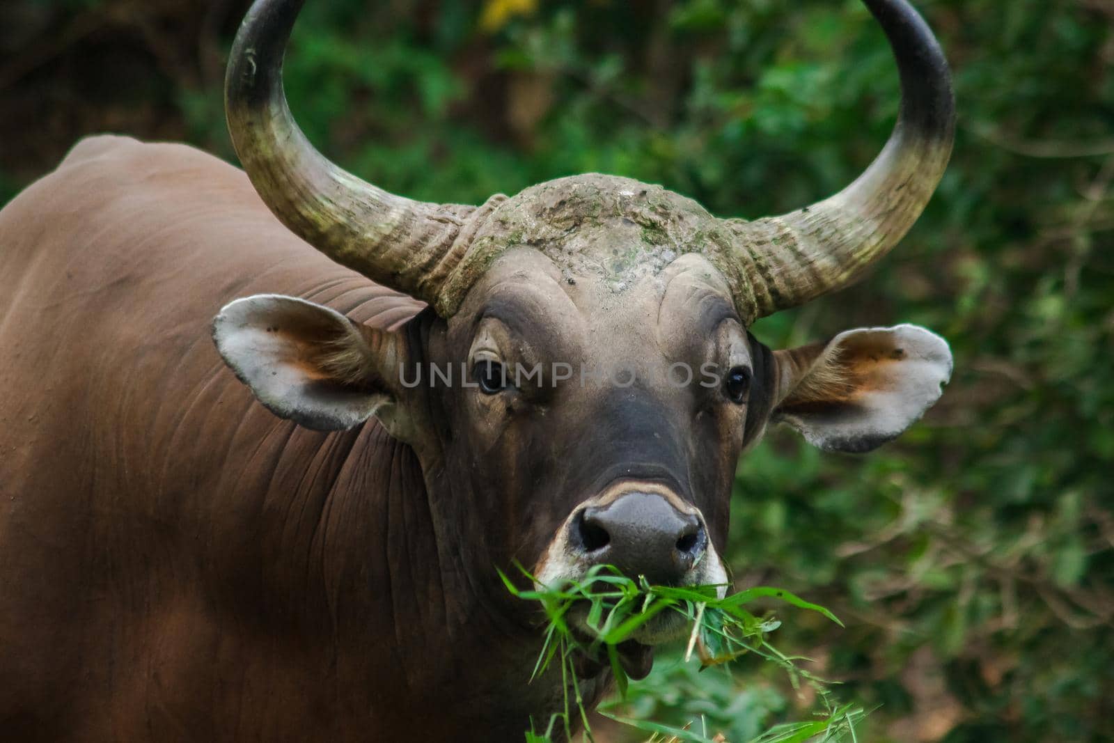 Banteng was eating a young grass, a young bamboo leaf.Banteng is a type of wild cattle. Shaped like a domestic cow The main characteristics that differ from the domestic cow are White lines around the nose, all 4 legs are white.