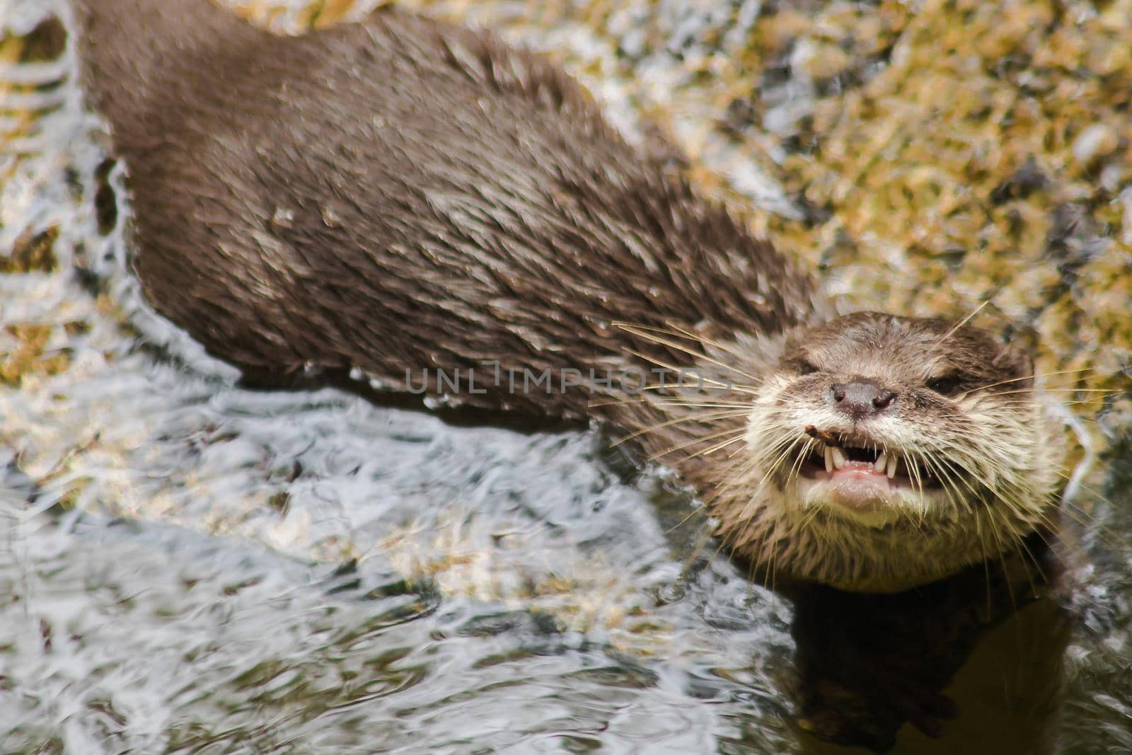 Smooth-coated Otter in the pool
This otter has a smooth, shiny coat. And the upper breasts are white and yellow The upper part of the body is dark brown.