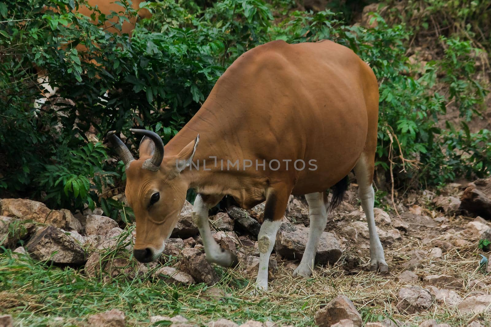 Banteng was eating a young grass, a young bamboo leaf.Banteng is a type of wild cattle. Shaped like a domestic cow The main characteristics that differ from the domestic cow are White lines around the nose, all 4 legs are white.