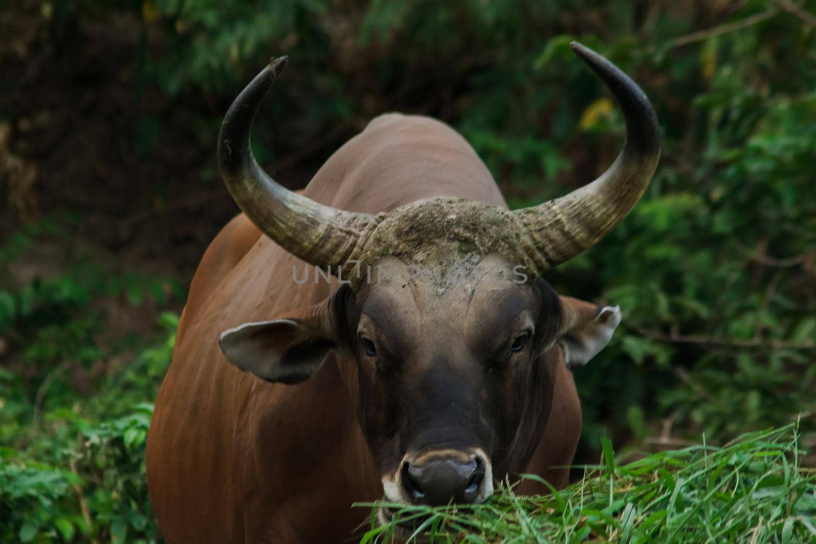 Banteng was eating a young grass, a young bamboo leaf.Banteng is a type of wild cattle. Shaped like a domestic cow The main characteristics that differ from the domestic cow are White lines around the nose, all 4 legs are white.