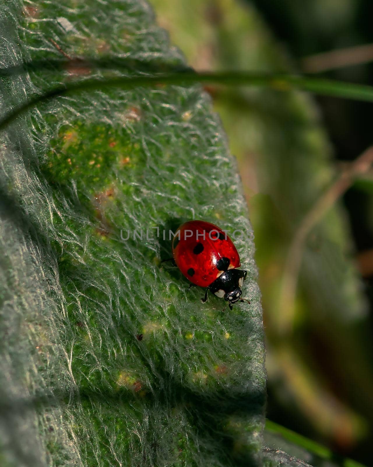 Red ladybug insect sitting on a leaf, close-up photo of red Coccinellidae 