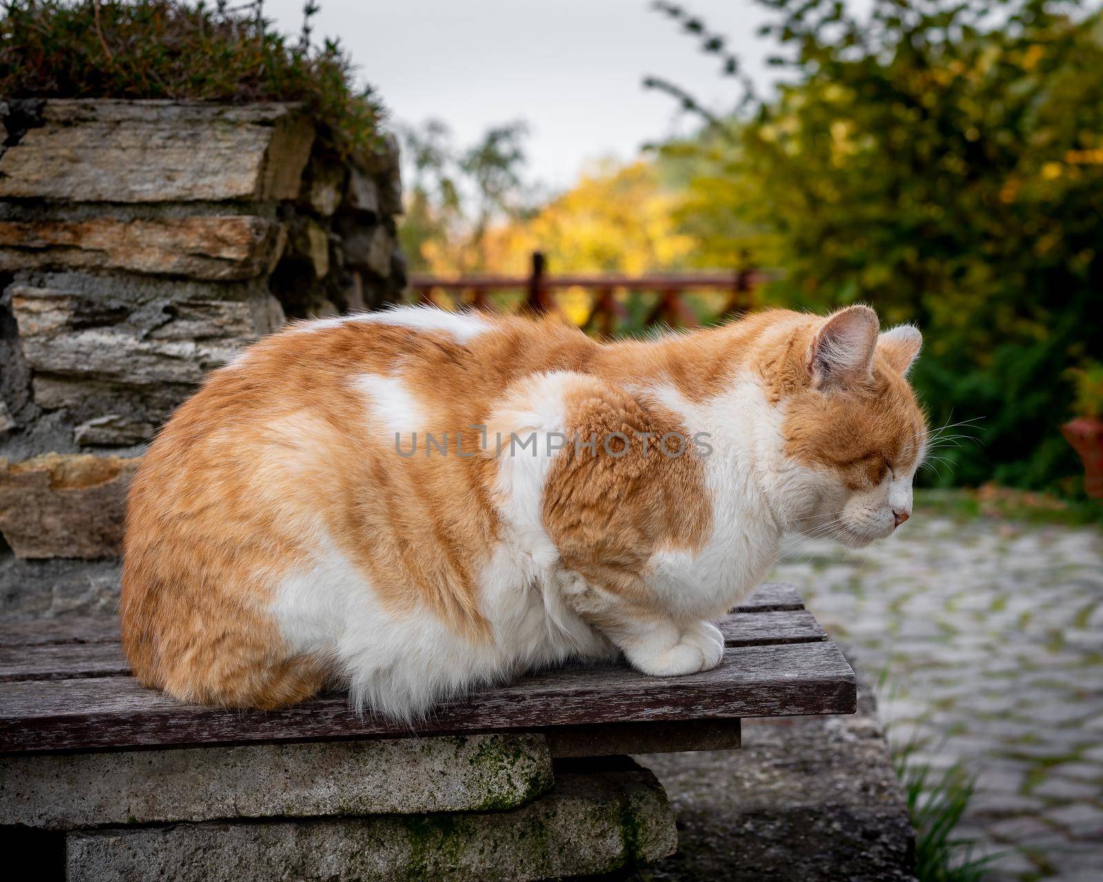 Ginger cat napping on a bench, stray cat meditating