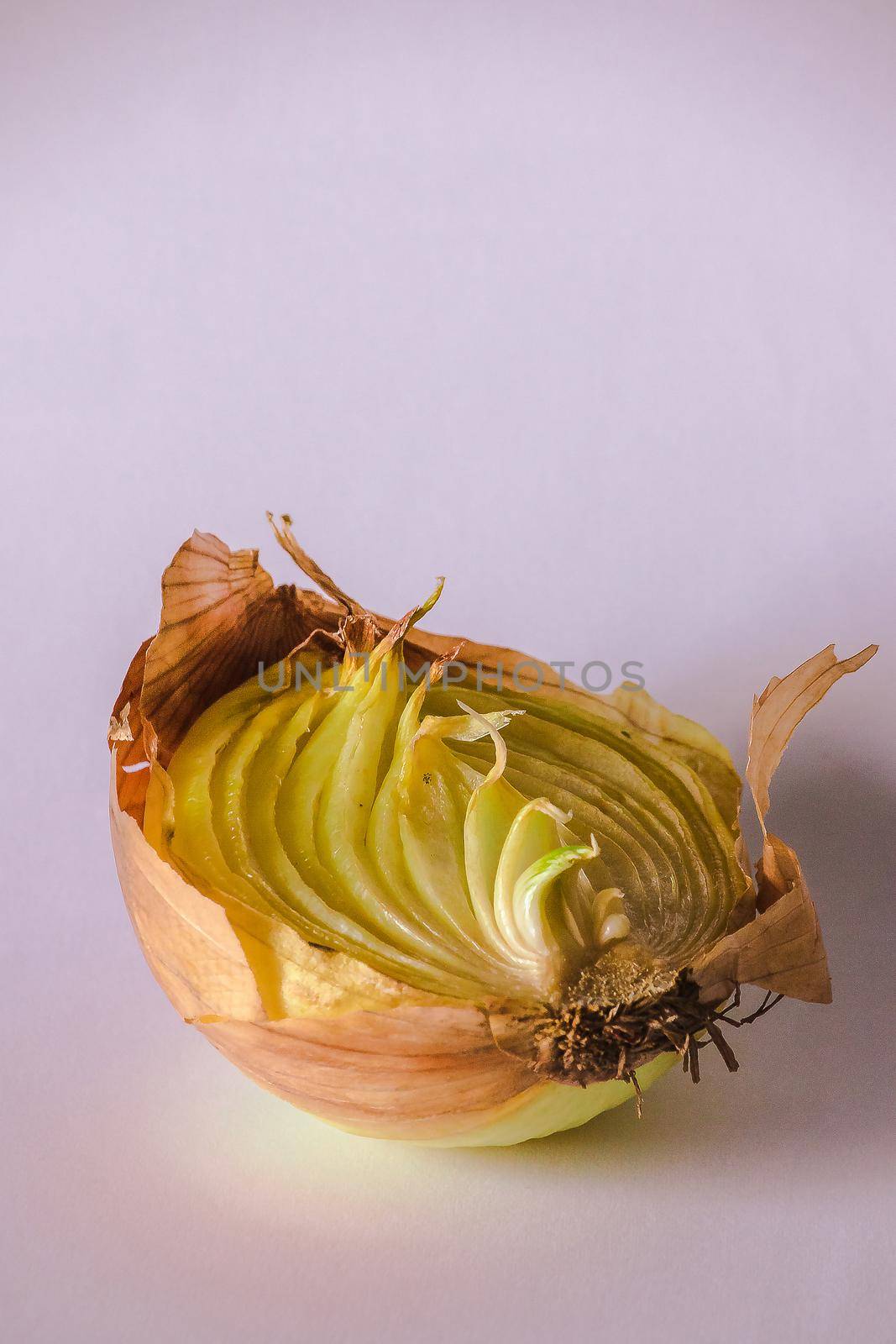 Onion halves on a piece of wood, Onion rot, Onion grows.