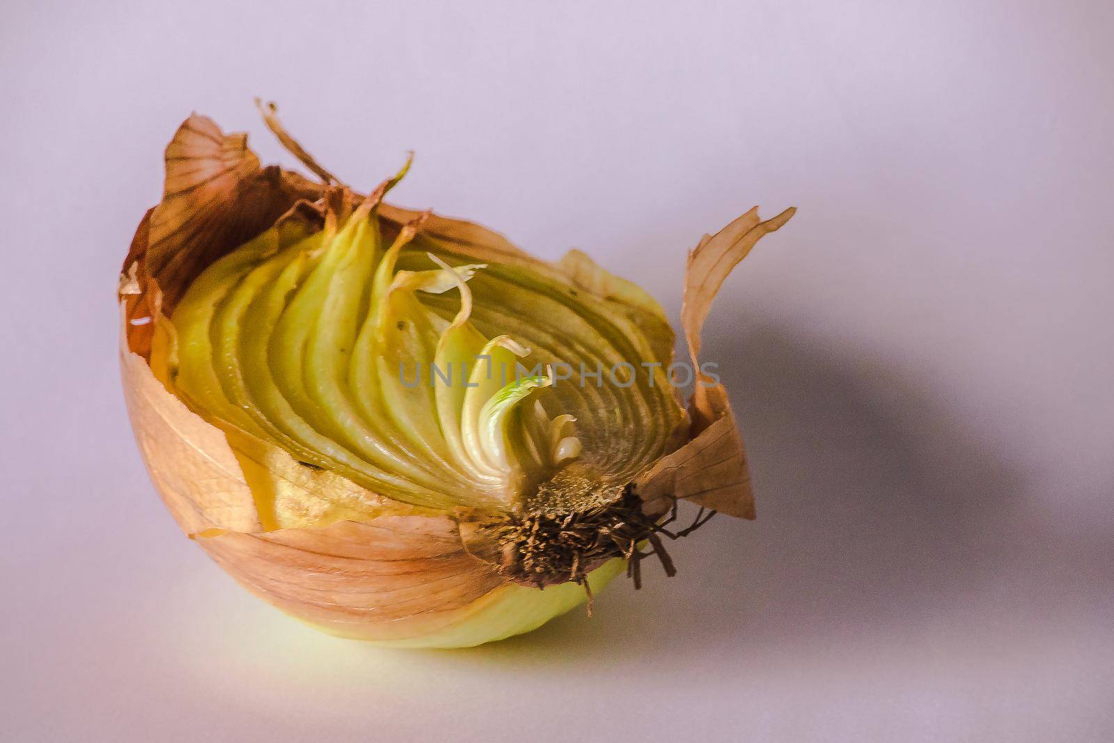 Onion halves on a piece of wood, Onion rot, Onion grows.