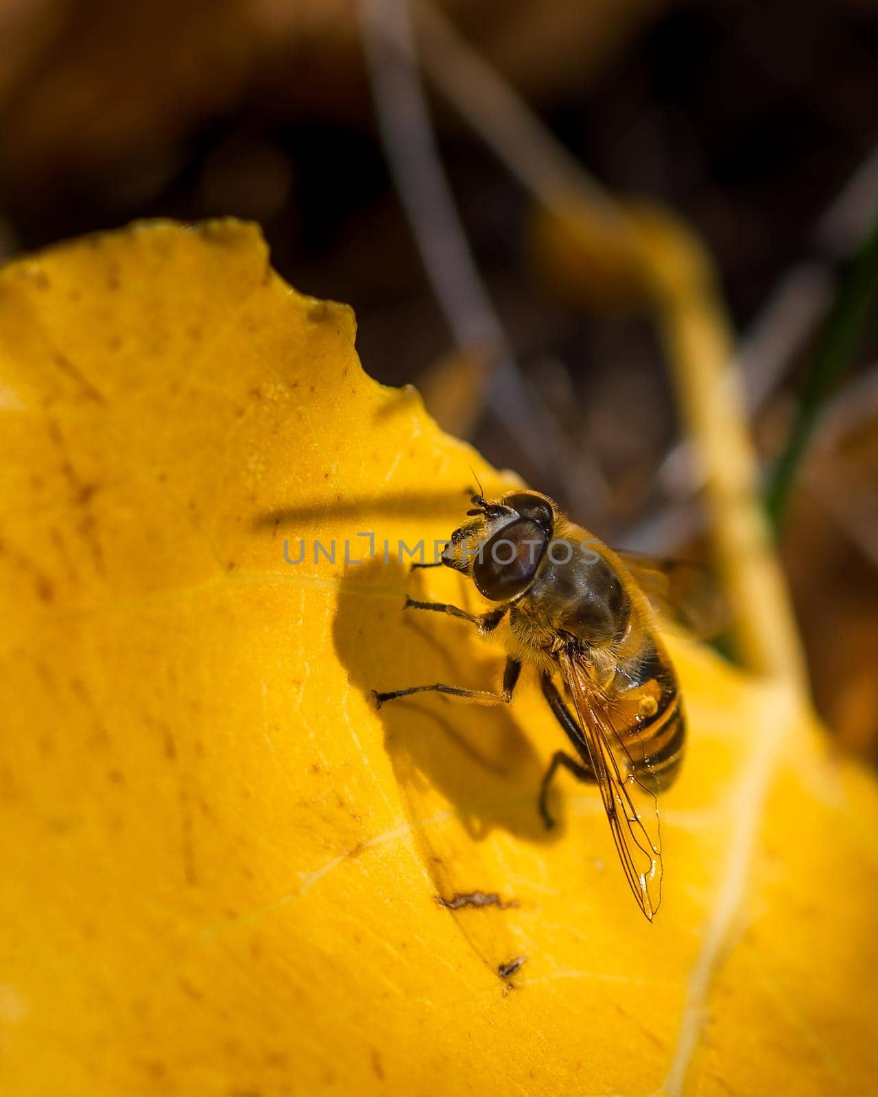 Wasp landed on yellow autumn leaf, close-up photo of wasp insect