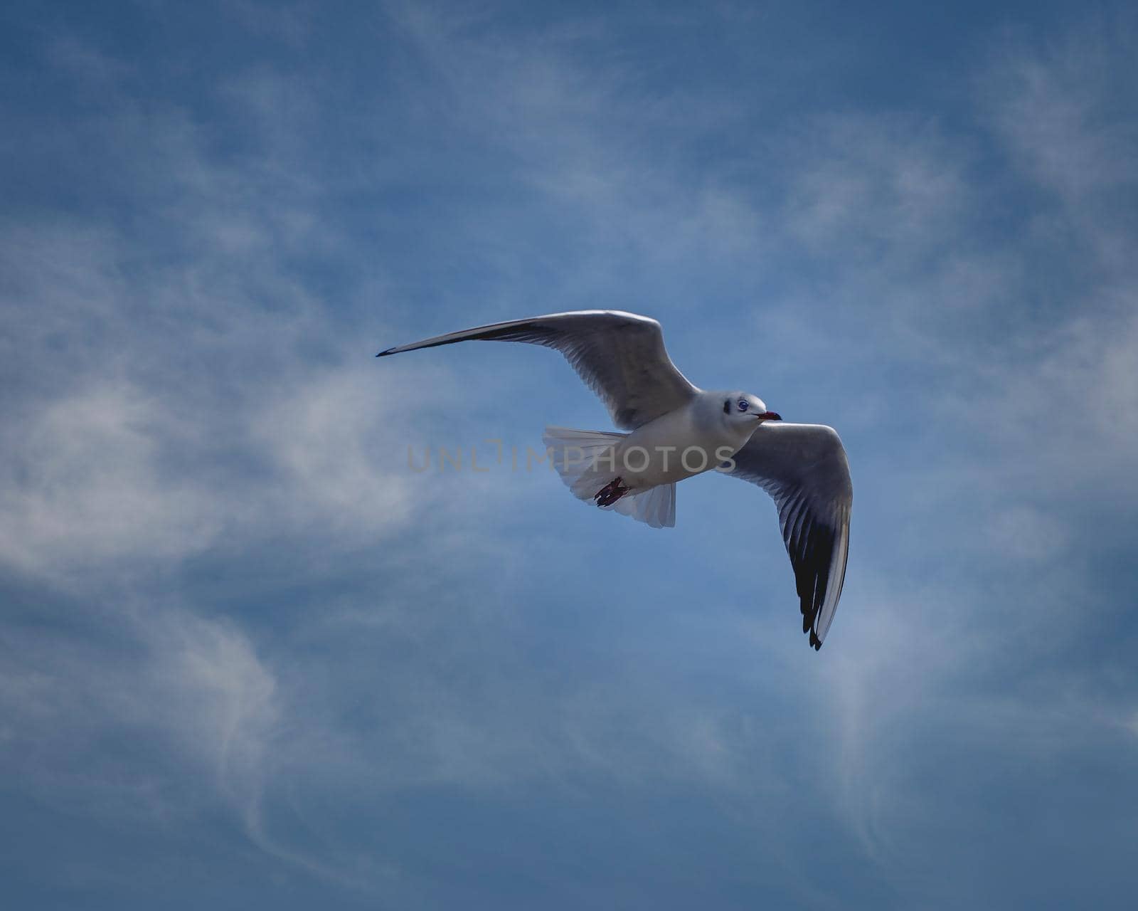 Close-up photo of flying Seabird on a blue sky background