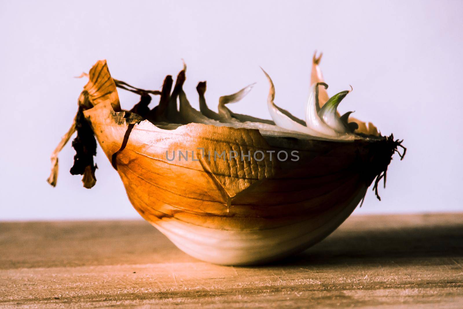 Onion halves on a piece of wood, Onion rot, Onion grows.