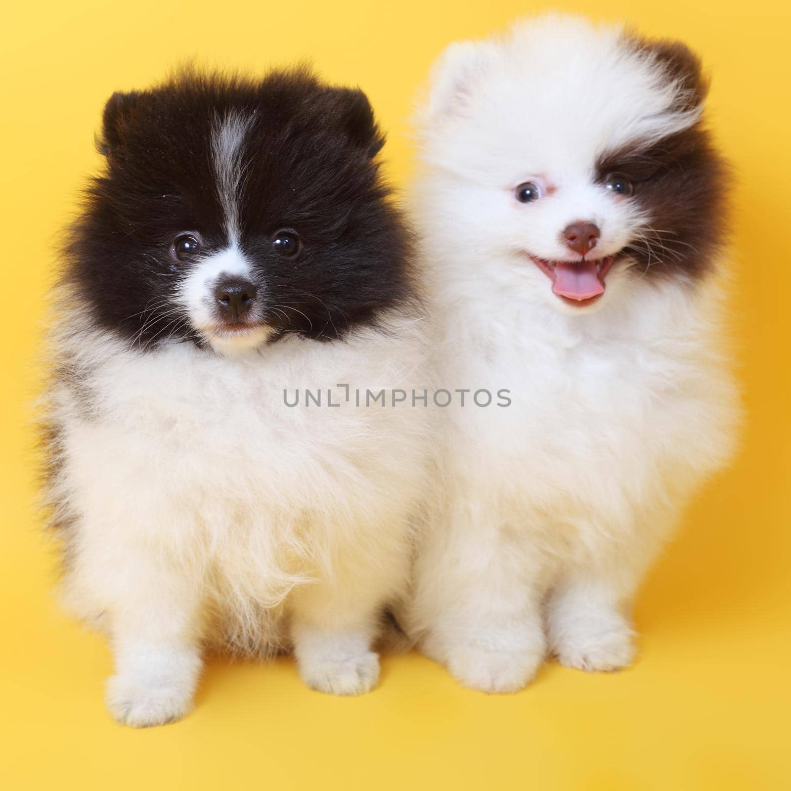 Merry cute spitz puppies on the yellow background by lanych