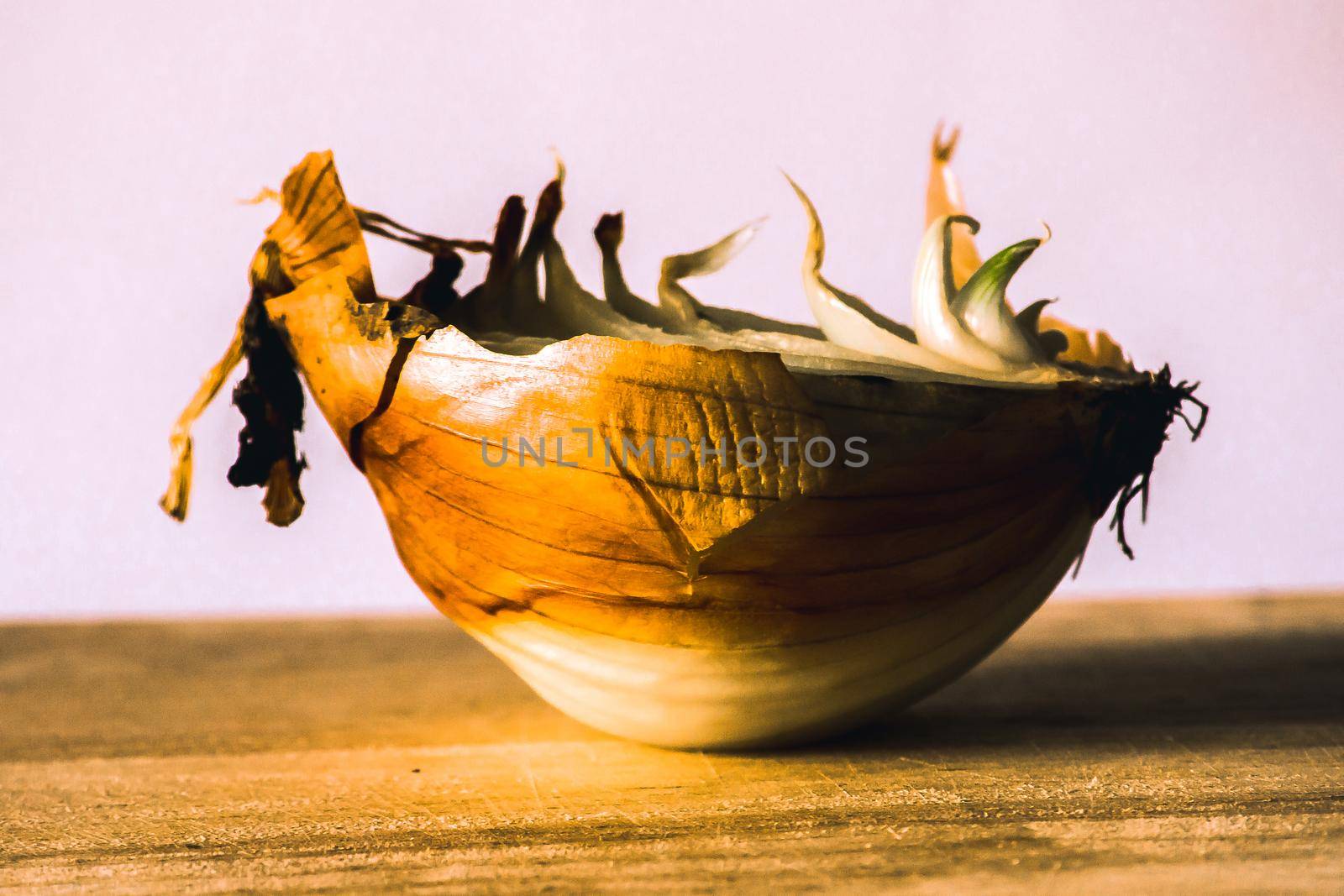 Onion halves on a piece of wood, Onion rot, Onion grows.