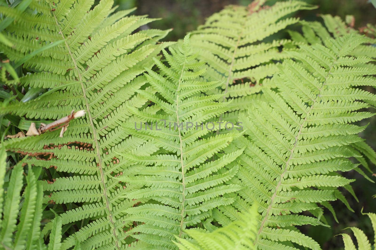 bright green summer fern closeup